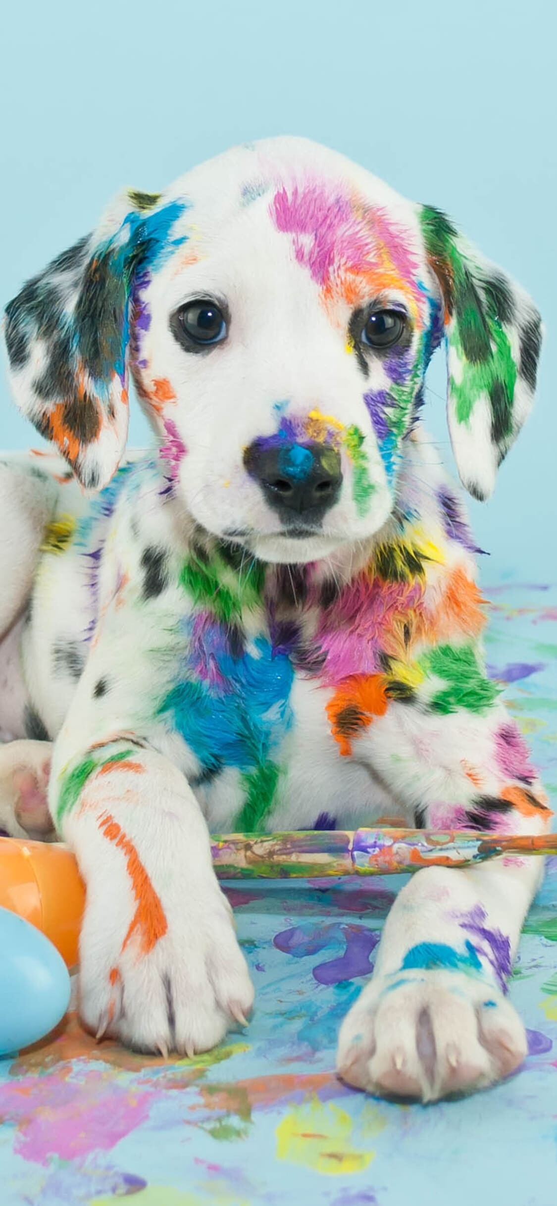 Dalmatian puppy, Paint-splattered coat, Blue studio backdrop Dalmatian puppy, Paint-splattered coat, Blue studio backdrop — 1125×2436 HD wallpaper