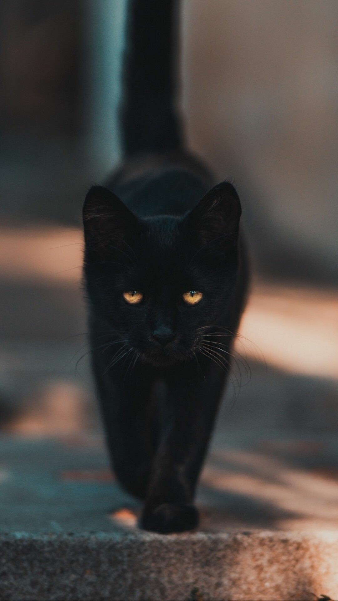 Black cat walking, Amber eyes street, Blurred bokeh Black cat walking, Amber eyes street, Blurred bokeh — 1080×1920 HD wallpaper