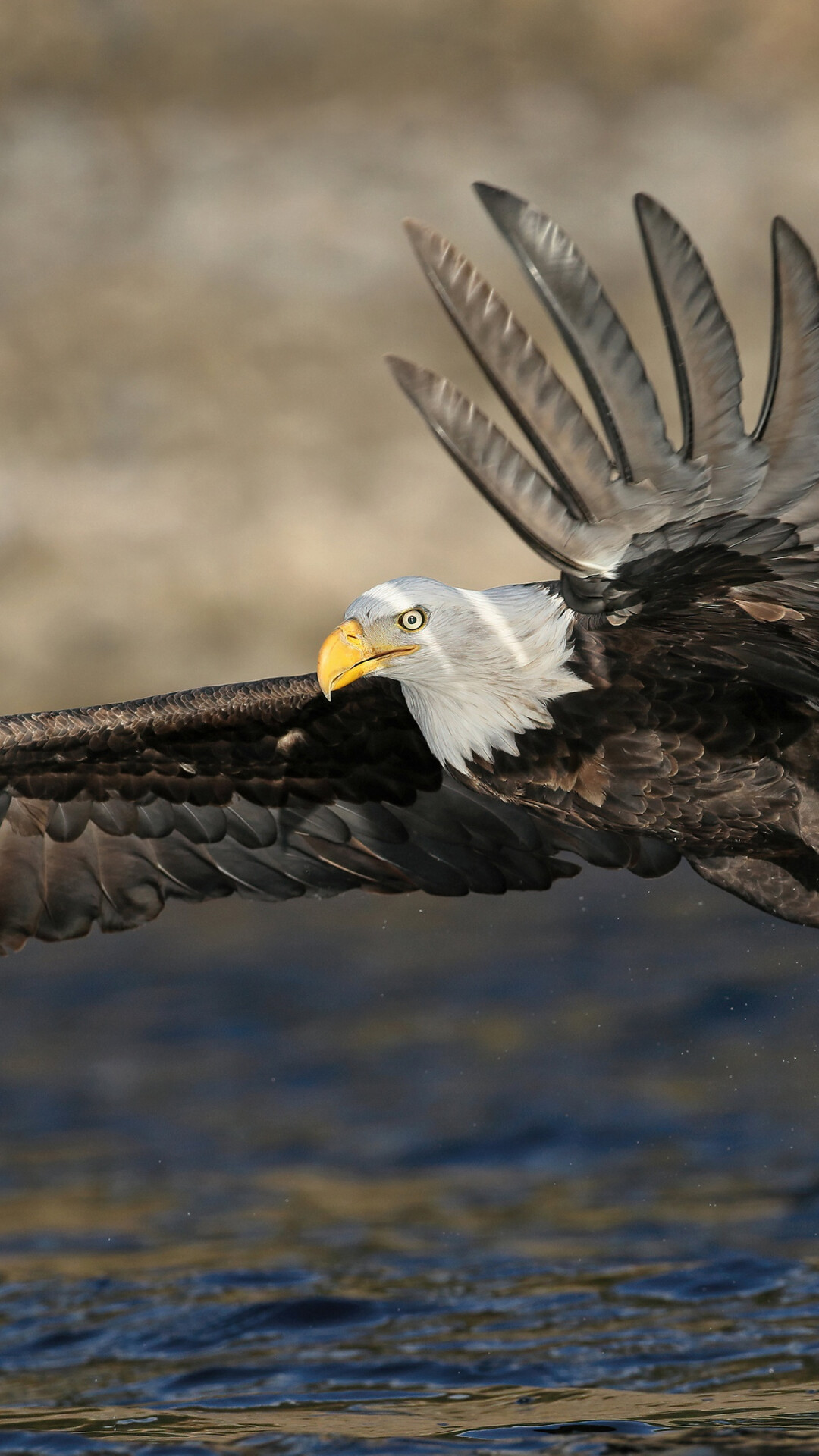 Bald eagle in flight, Spread wings, Yellow hooked beak Bald eagle in flight, Spread wings, Yellow hooked beak — 1080×1920 HD wallpaper