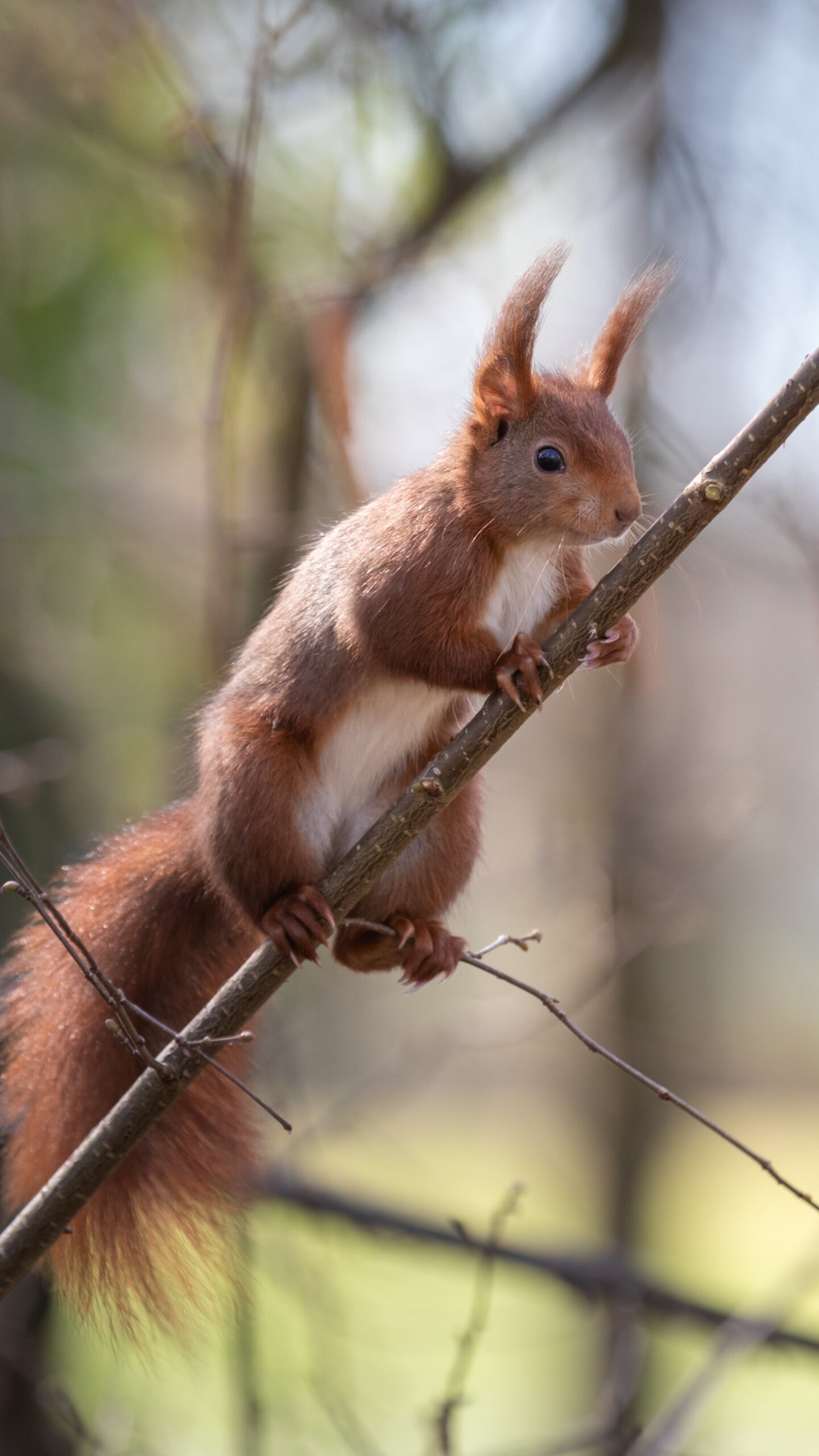 Eurasian red squirrel, Thin tree branch, Blurred forest backdrop Eurasian red squirrel, Thin tree branch, Blurred forest backdrop — 1440×2560 HD wallpaper