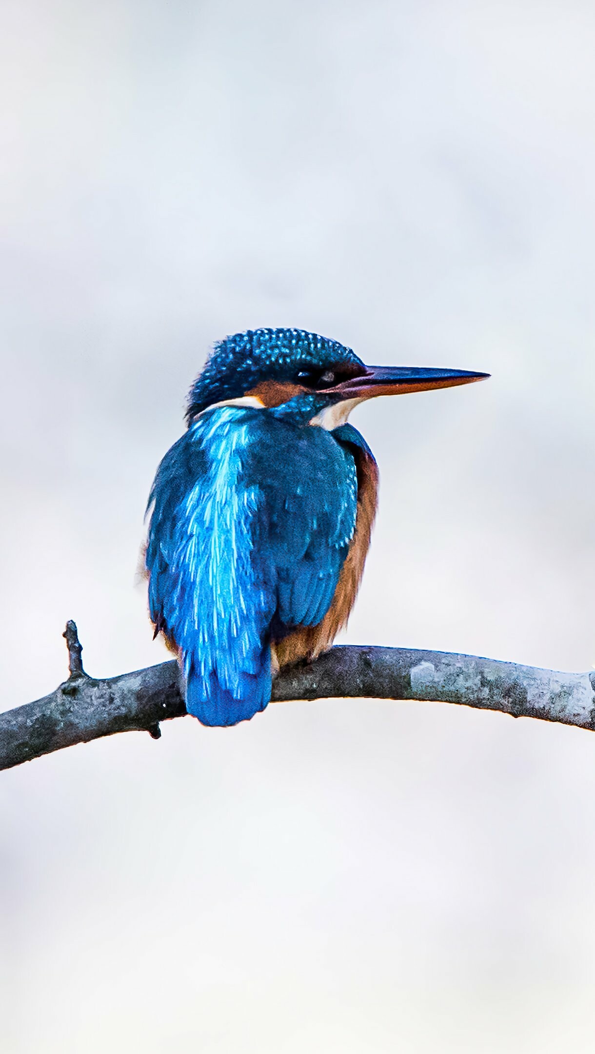 Common kingfisher, Perched bare branch, Soft gray sky Common kingfisher, Perched bare branch, Soft gray sky — 1220×2160 HD wallpaper