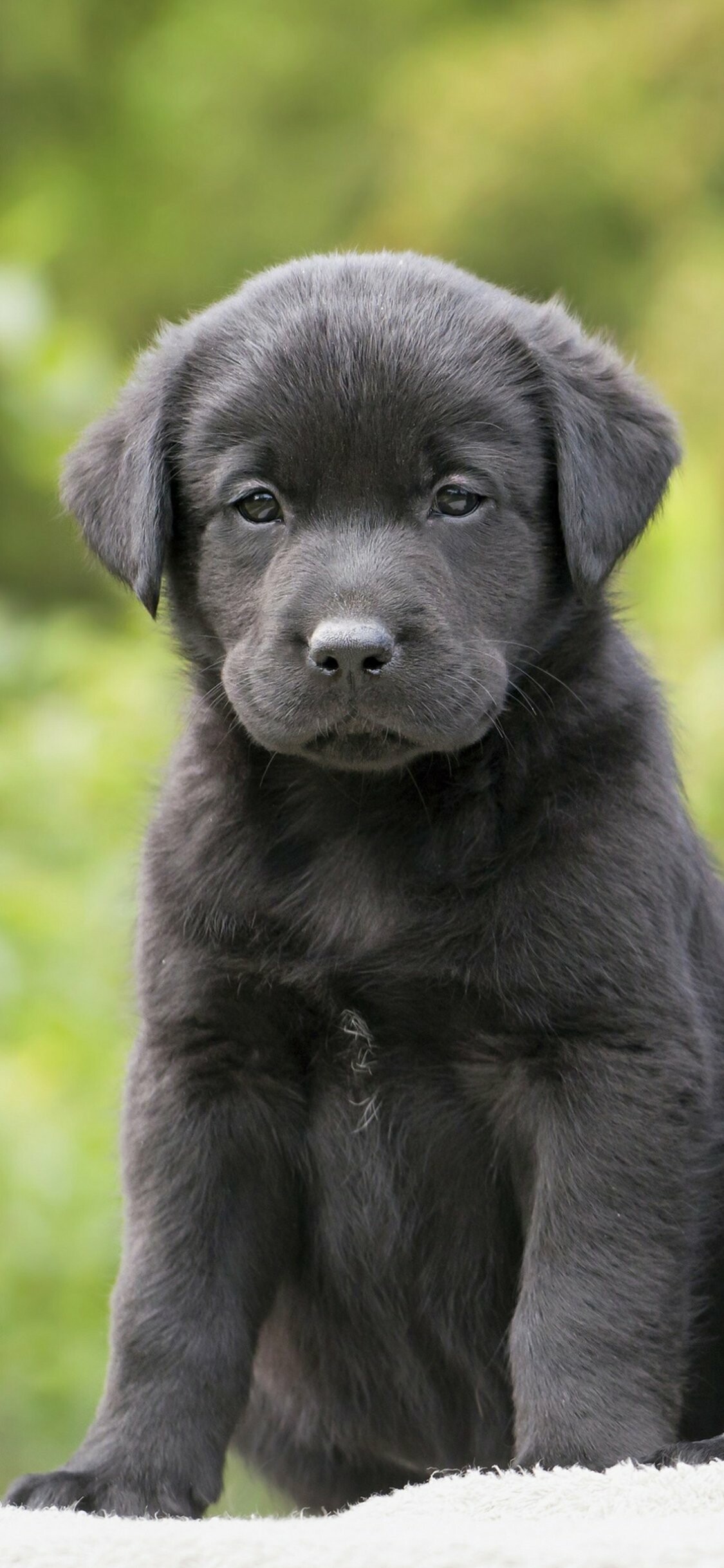 Black Labrador puppy, Blurred green foliage, White blanket surface Black Labrador puppy, Blurred green foliage, White blanket surface — 1125×2436 HD wallpaper