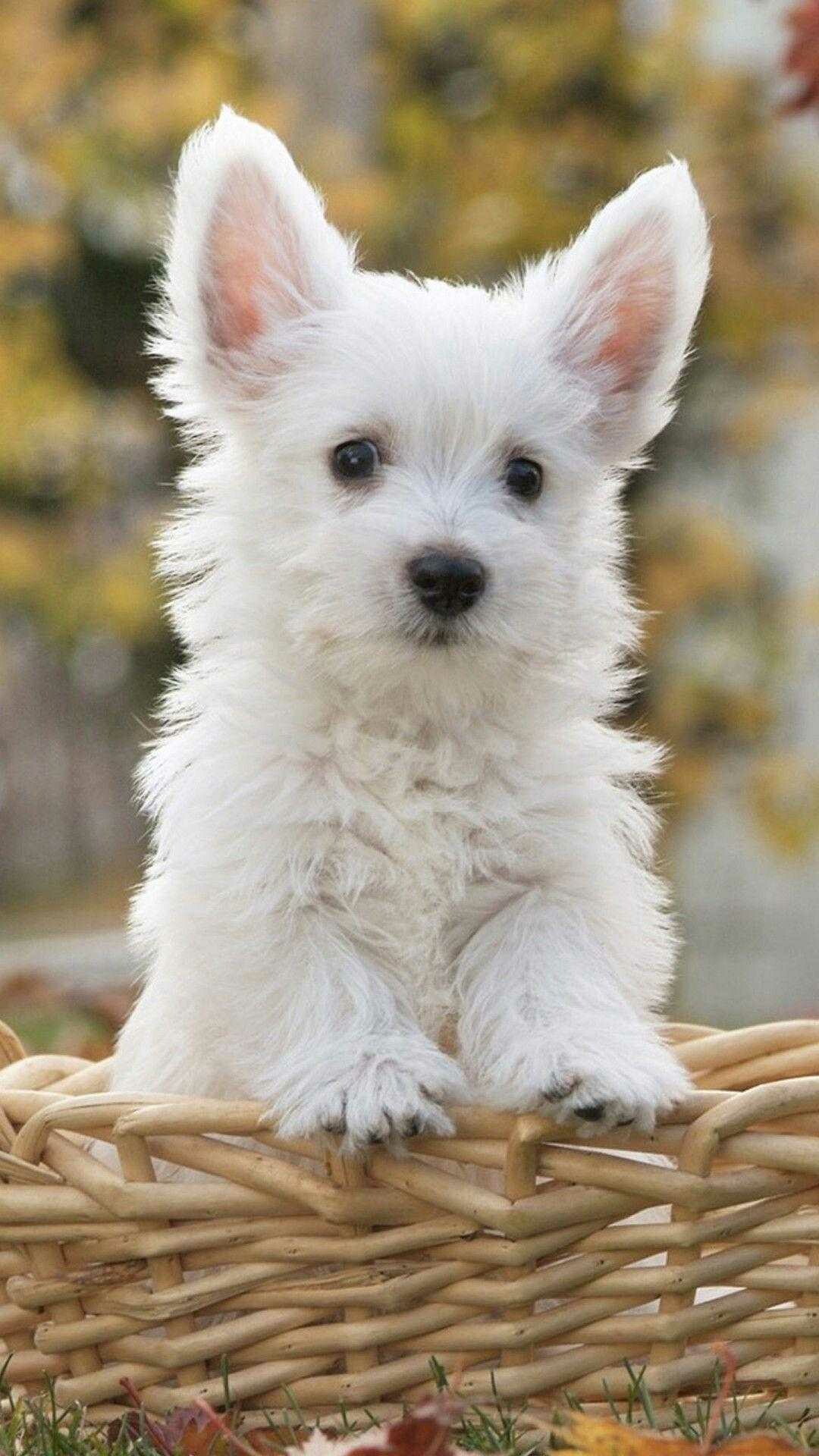 West Highland Terrier puppy, Wicker basket, Autumn foliage backdrop West Highland Terrier puppy, Wicker basket, Autumn foliage backdrop — 1080×1920 HD wallpaper