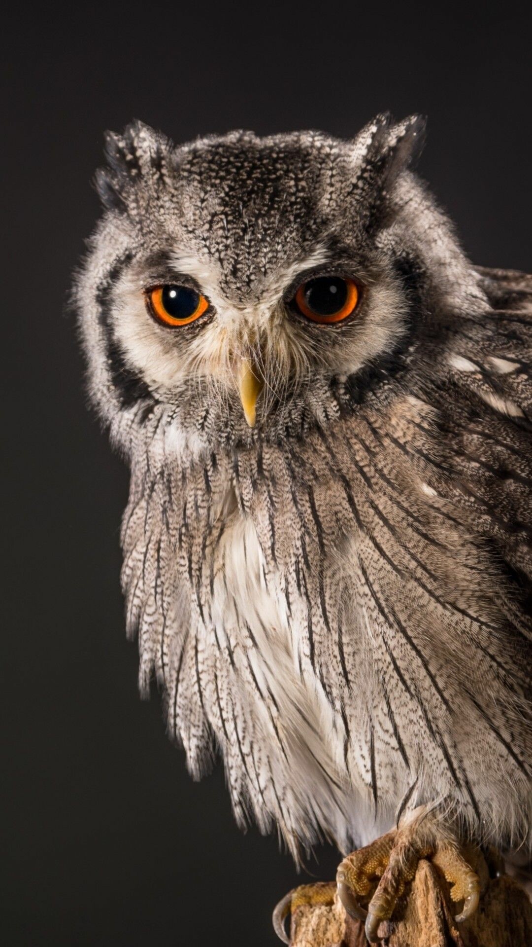 Southern white-faced owl, Orange eyes closeup, Dark studio backdrop Southern white-faced owl, Orange eyes closeup, Dark studio backdrop — 1080×1920 HD wallpaper