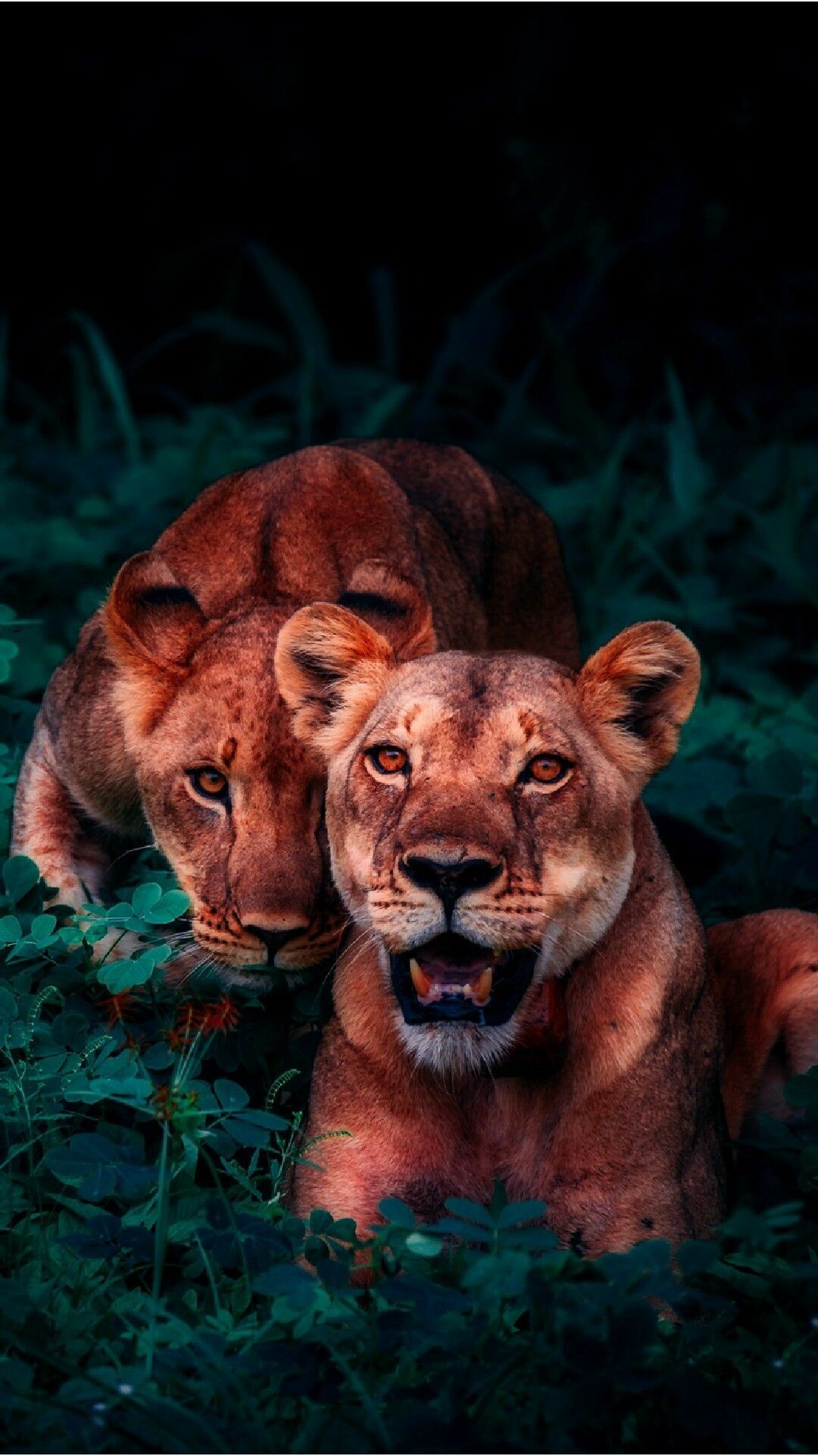 Two lionesses resting, Dark green foliage night, Warm orange glow Two lionesses resting, Dark green foliage night, Warm orange glow — 1080×1920 HD wallpaper