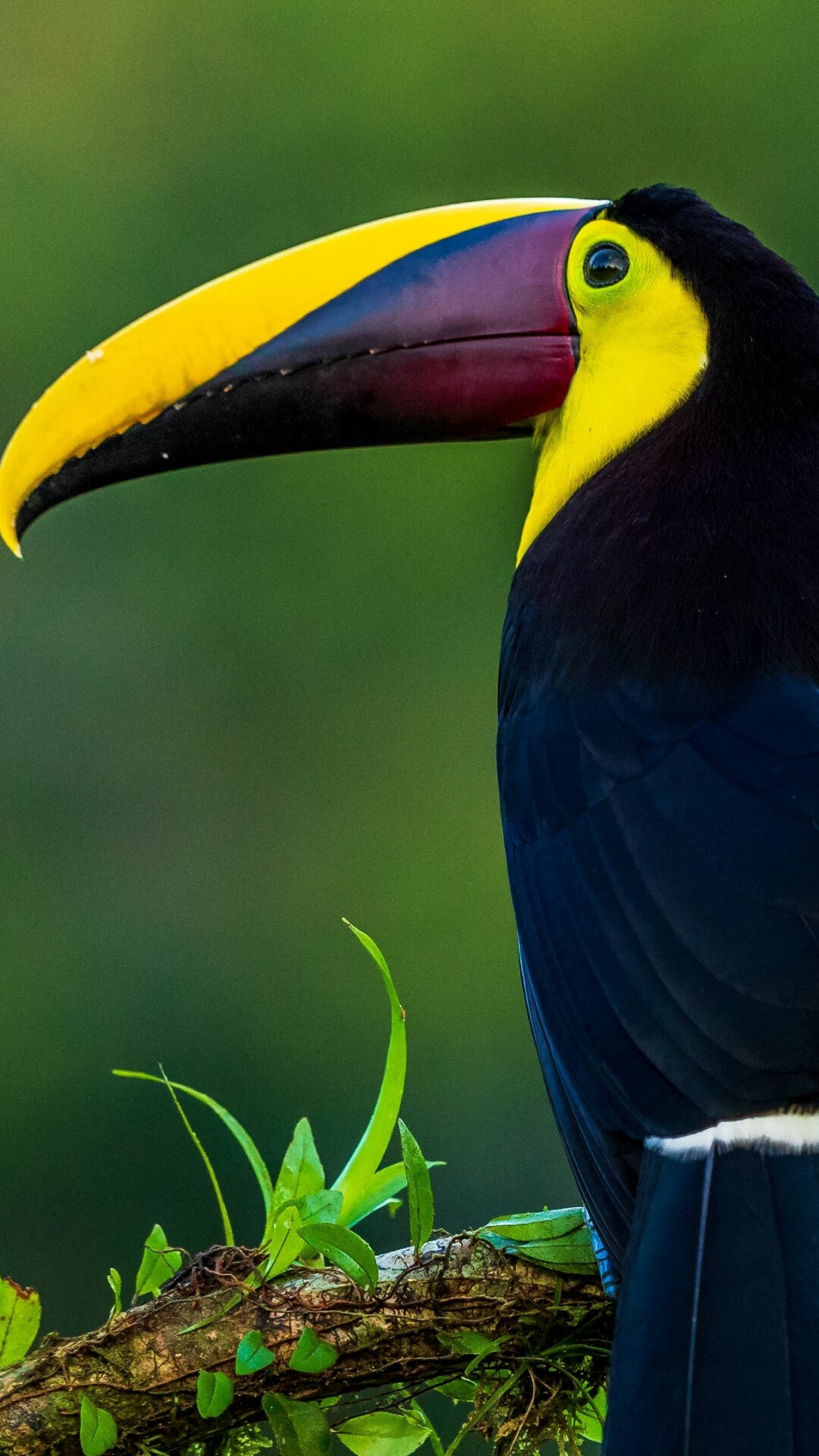 Yellow-throated toucan, Mossy tree branch, Rainforest green backdrop Yellow-throated toucan, Mossy tree branch, Rainforest green backdrop — 1080×1920 HD wallpaper