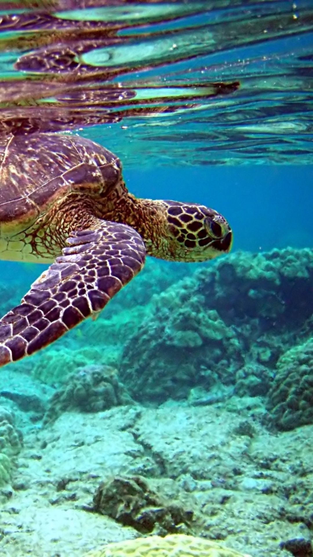Green sea turtle, Coral reef seabed, Sunlit ocean surface Green sea turtle, Coral reef seabed, Sunlit ocean surface — 1080×1920 HD wallpaper