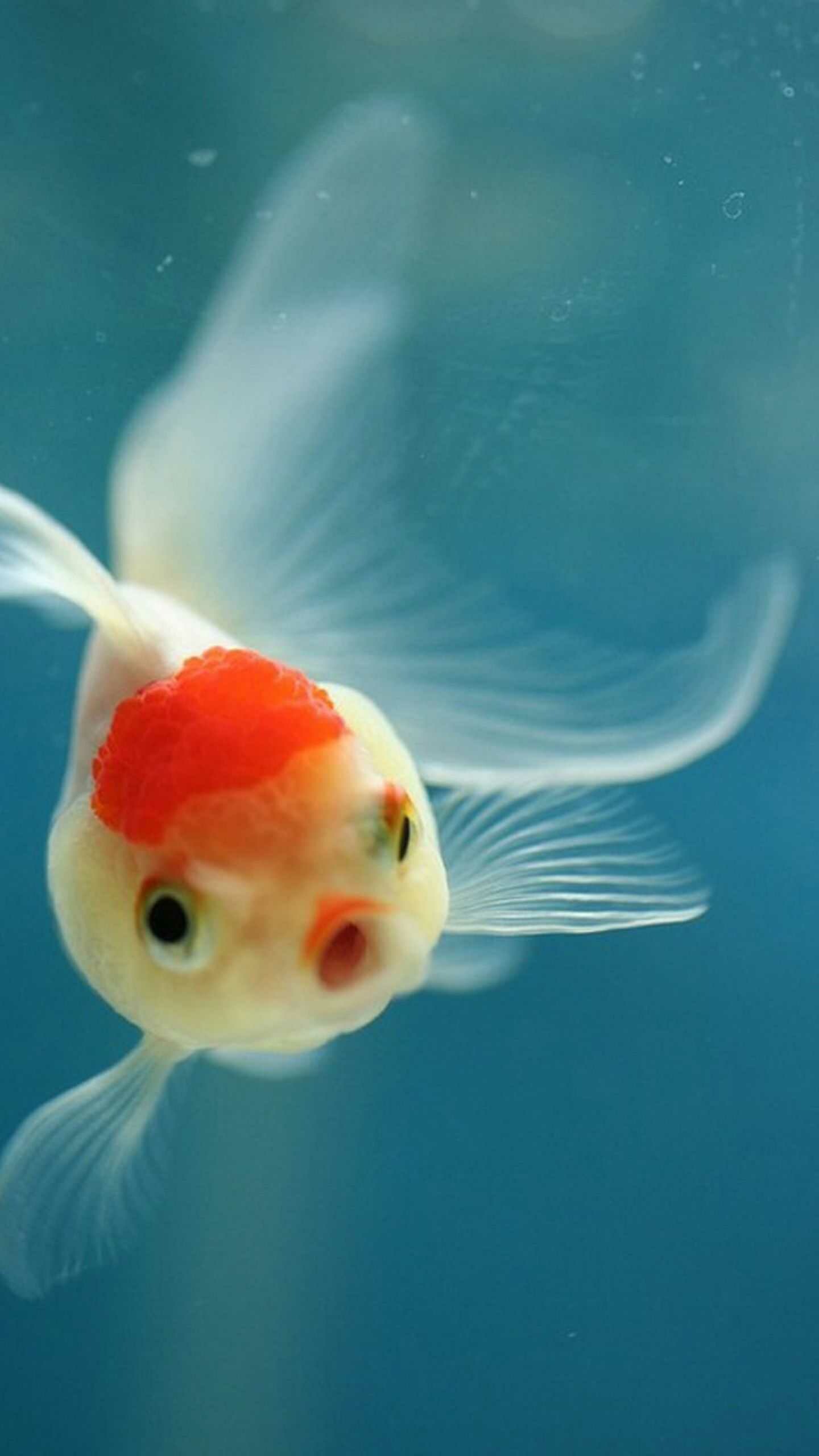 Red Cap Oranda goldfish, Flowing white fins, Blue aquarium water Red Cap Oranda goldfish, Flowing white fins, Blue aquarium water — 1440×2560 HD wallpaper