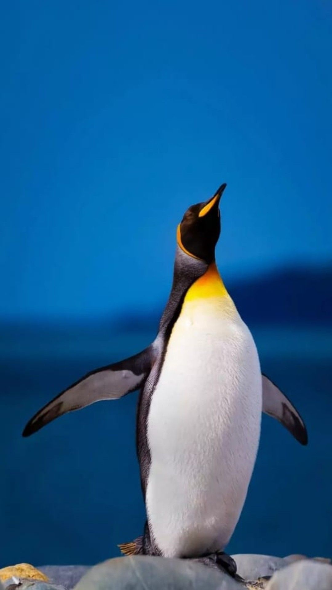 King penguin, Outstretched flippers pose, Deep blue ocean backdrop King penguin, Outstretched flippers pose, Deep blue ocean backdrop — 1080×1920 HD wallpaper