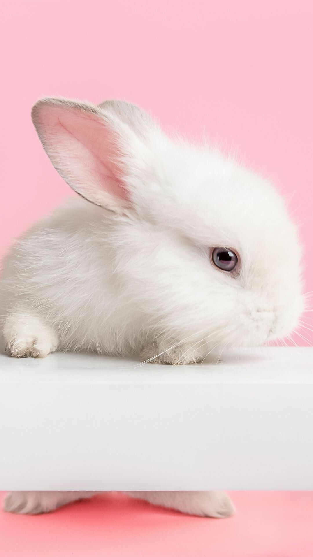 White fluffy baby rabbit, White platform surface, Pastel pink backdrop White fluffy baby rabbit, White platform surface, Pastel pink backdrop — 1080×1920 HD wallpaper
