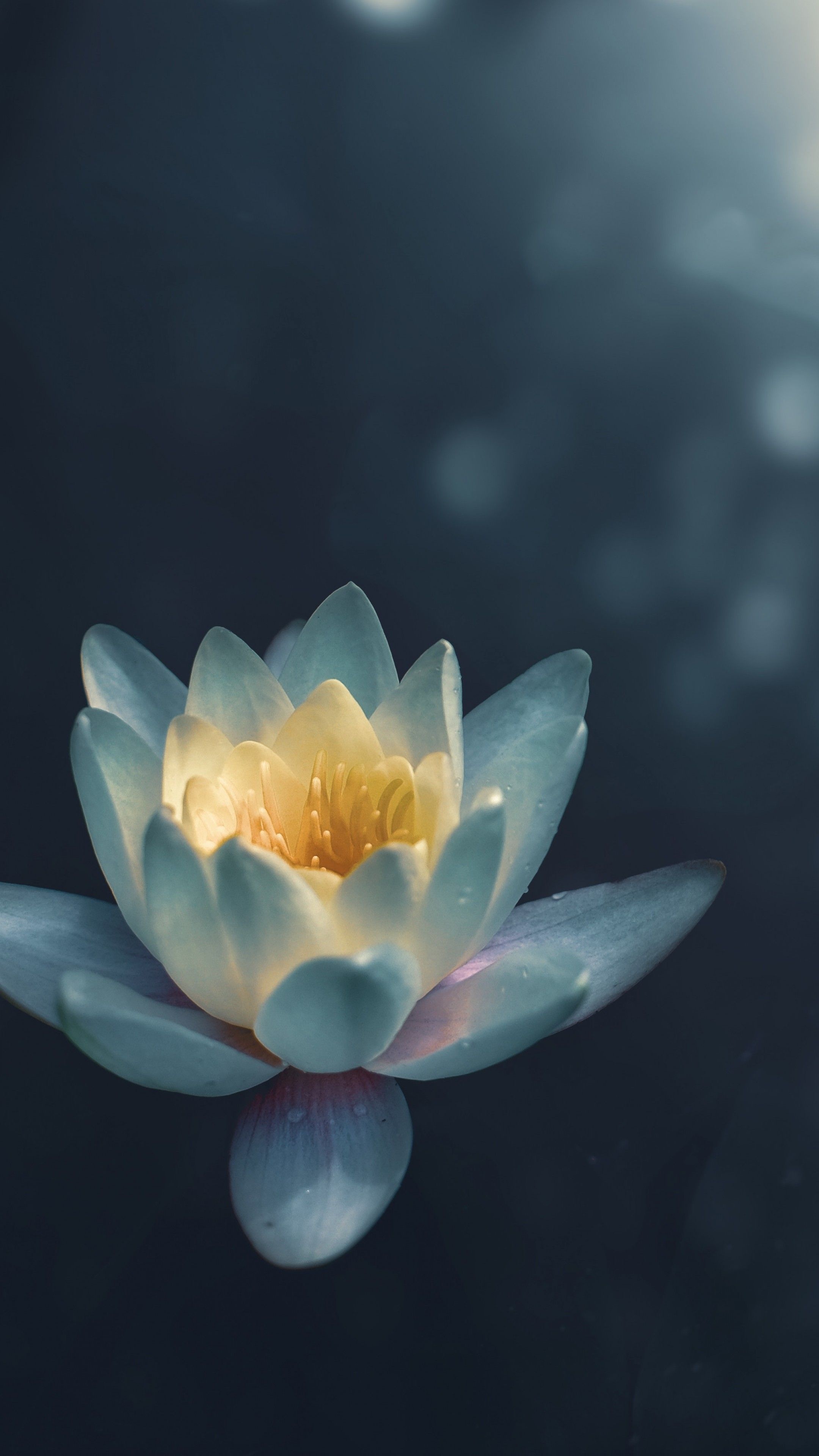 Lily Pad Lily Pad — 2160×3840 HD wallpaper