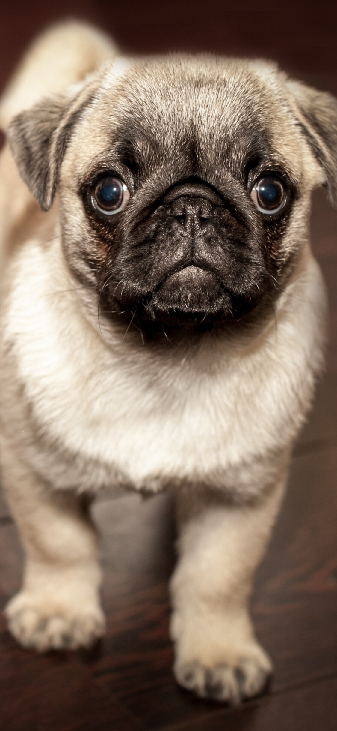 Pug, Puppies Wallpaper, HD Phone Pug, Puppies Wallpaper, HD Phone — 1125×2436 HD wallpaper