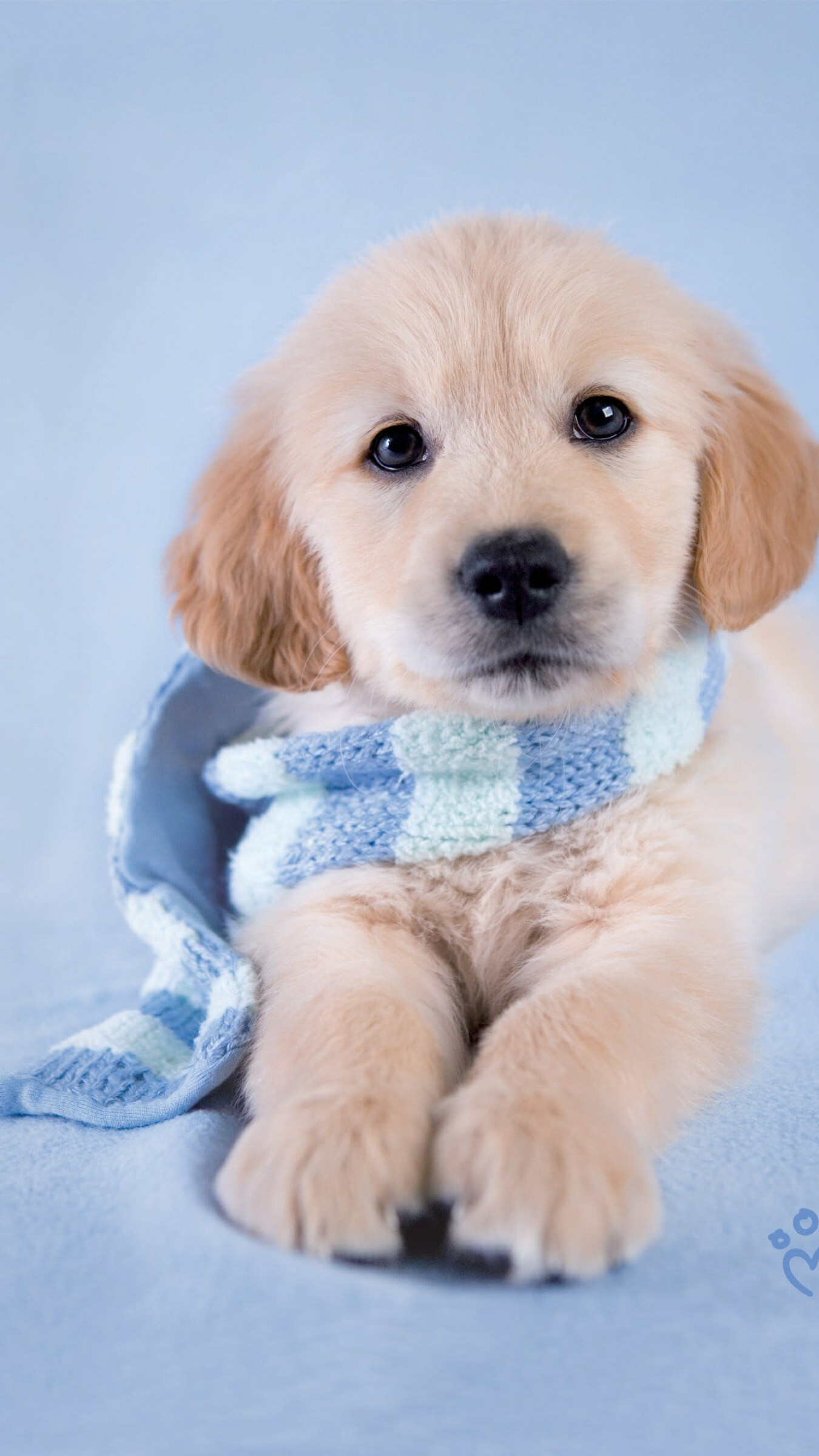 Golden Retriever puppy, Blue knitted scarf, Blue blanket backdrop Golden Retriever puppy, Blue knitted scarf, Blue blanket backdrop — 1350×2400 HD wallpaper