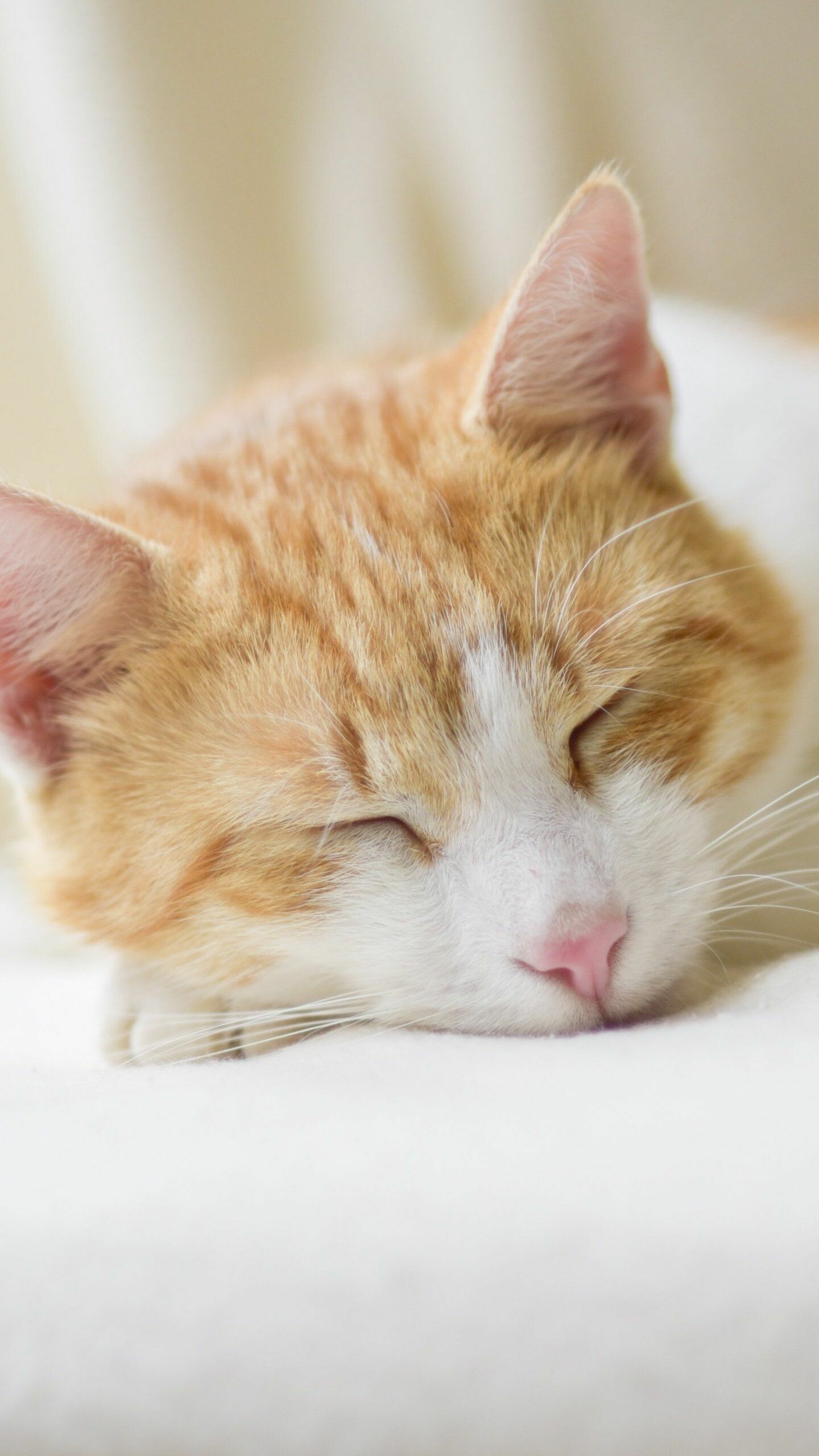 Sleeping ginger tabby cat, White blanket, Pastel light Sleeping ginger tabby cat, White blanket, Pastel light — 1440×2560 HD wallpaper