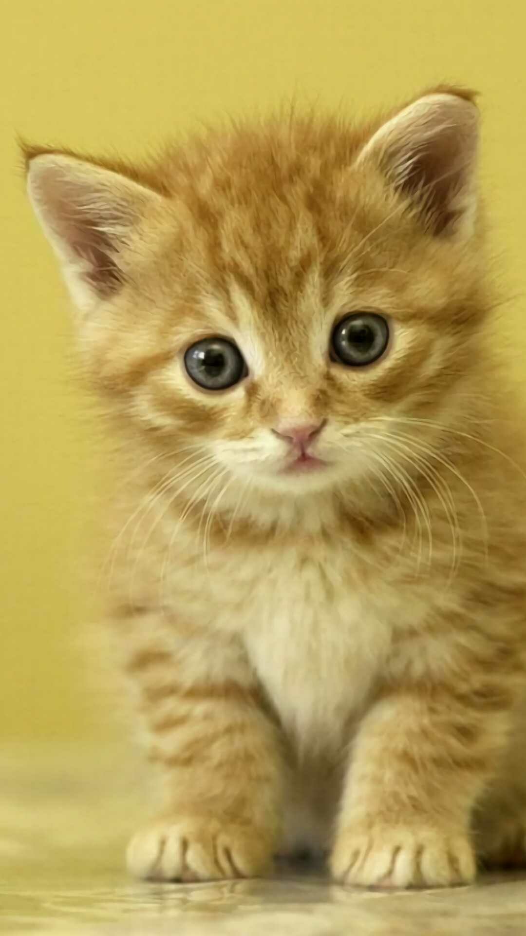 Ginger tabby kitten, Yellow background, Gray-blue eyes Ginger tabby kitten, Yellow background, Gray-blue eyes — 1080×1920 HD wallpaper