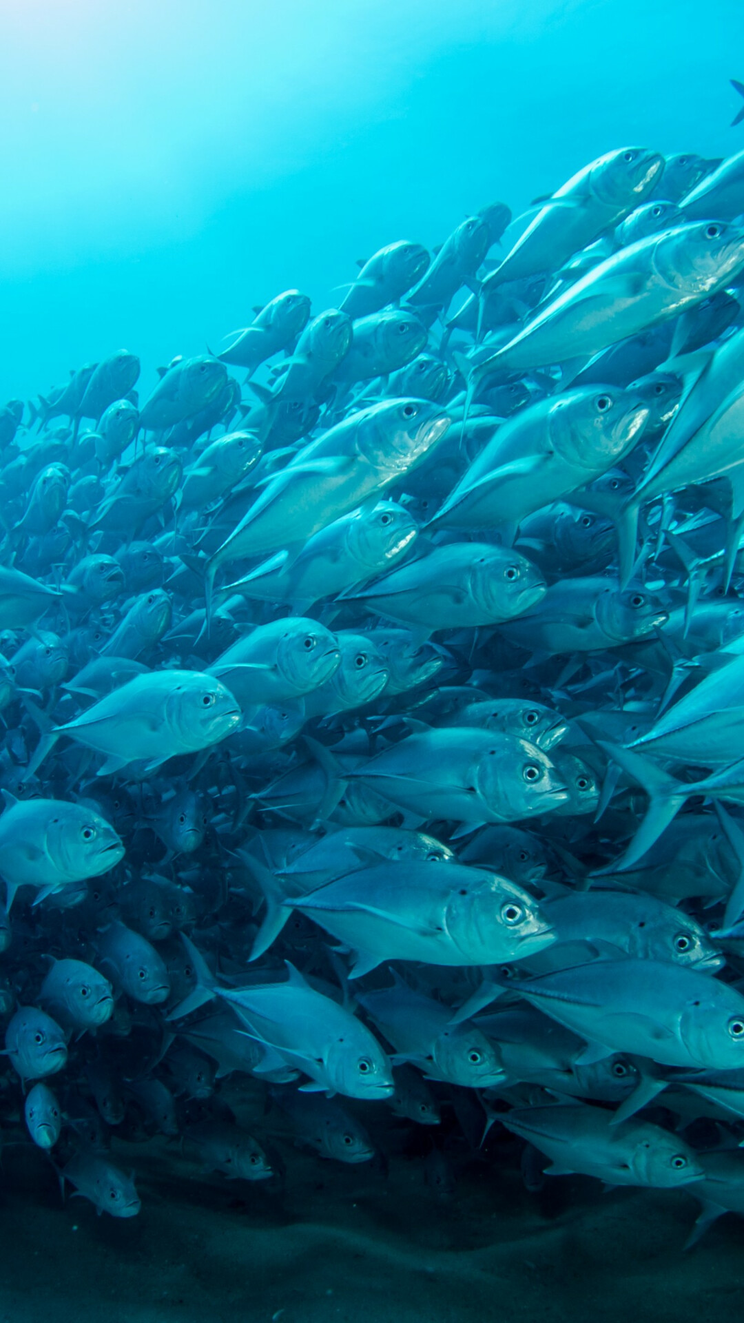 Schooling bigeye trevally, Underwater ocean scene, Silver fish shoal Schooling bigeye trevally, Underwater ocean scene, Silver fish shoal — 1080×1920 HD wallpaper