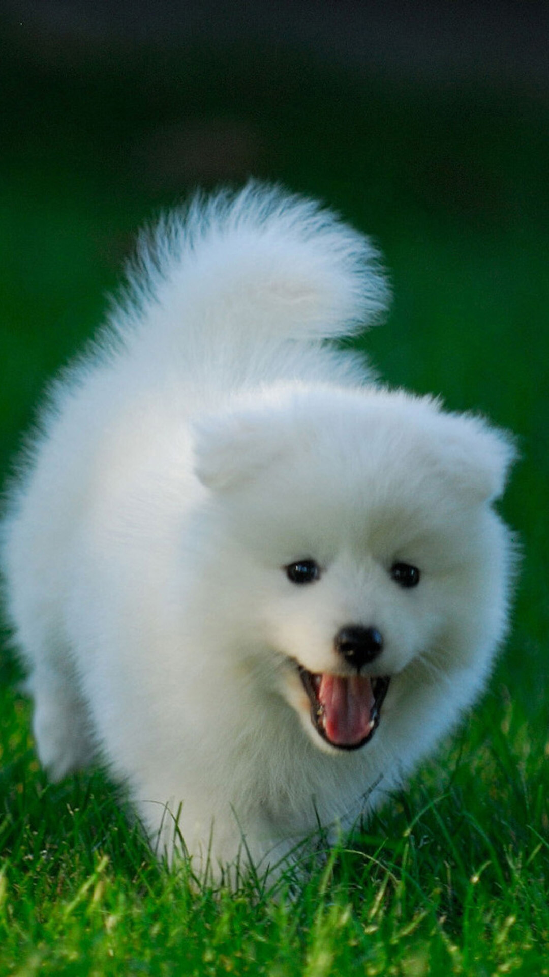 Samoyed puppy, Fluffy white fur, Green grass lawn Samoyed puppy, Fluffy white fur, Green grass lawn — 1080×1920 HD wallpaper