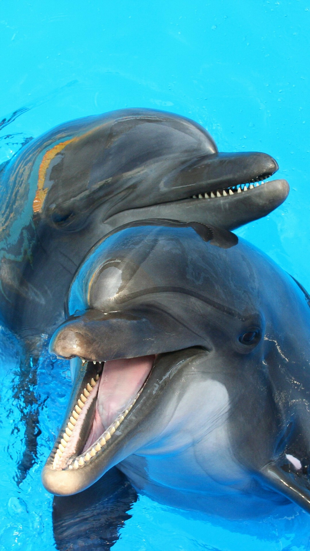 Two bottlenose dolphins, Open mouth teeth, Bright blue pool water Two bottlenose dolphins, Open mouth teeth, Bright blue pool water — 1080×1920 HD wallpaper
