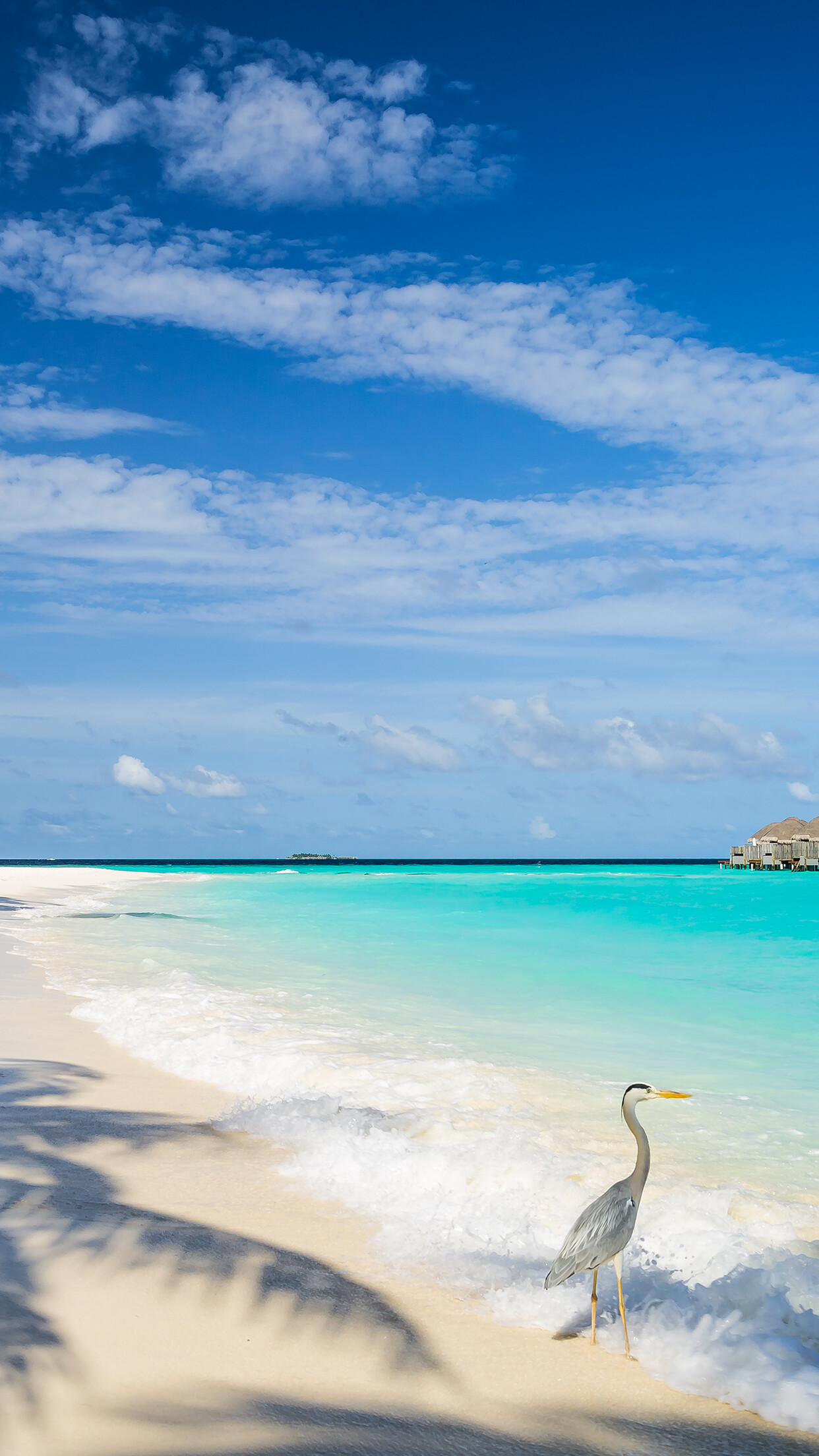 Grey heron on beach, Maldives overwater bungalows, Turquoise lagoon sand — 1242×2208 HD wallpaper