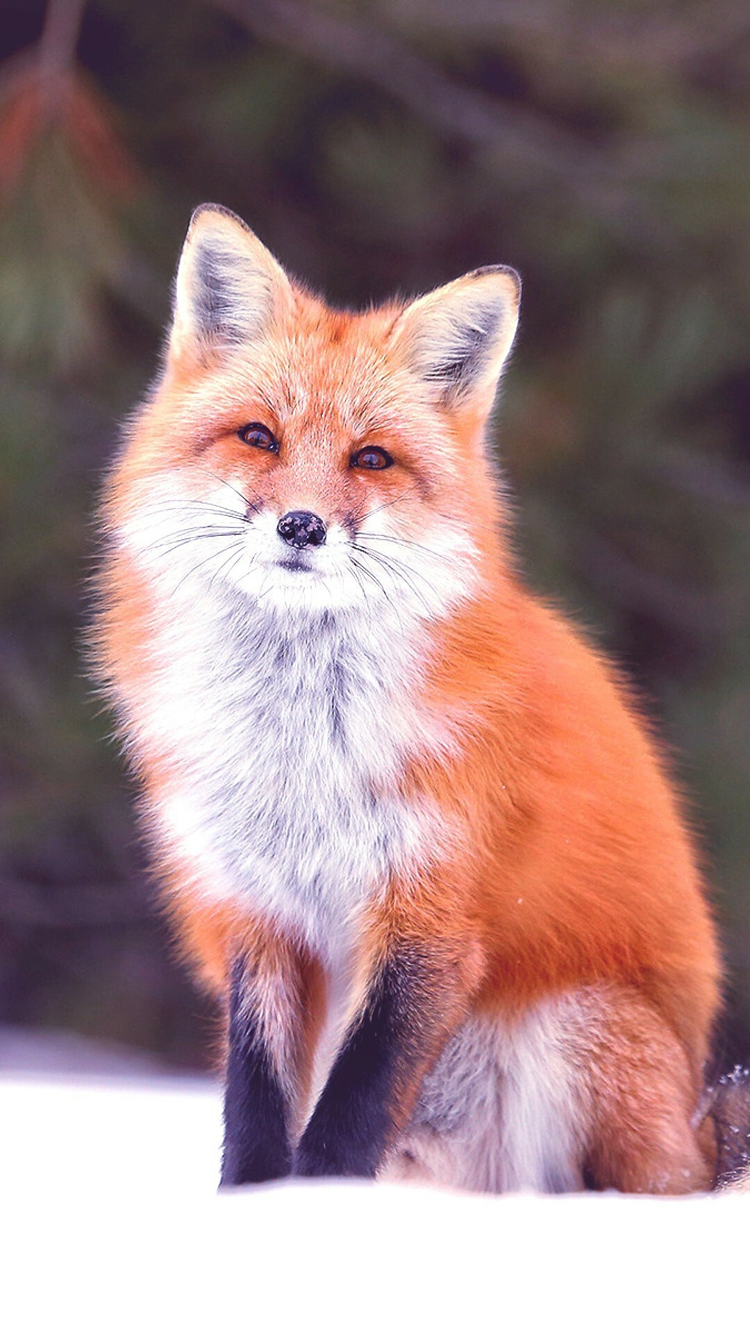 Red fox sitting, Snowy forest ground, Blurred pine trees Red fox sitting, Snowy forest ground, Blurred pine trees — 1080×1920 HD wallpaper