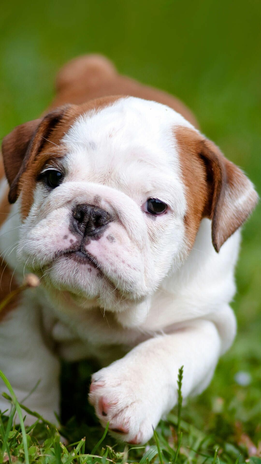 English Bulldog puppy, Green grass lawn, White and brown fur English Bulldog puppy, Green grass lawn, White and brown fur — 1080×1920 HD wallpaper