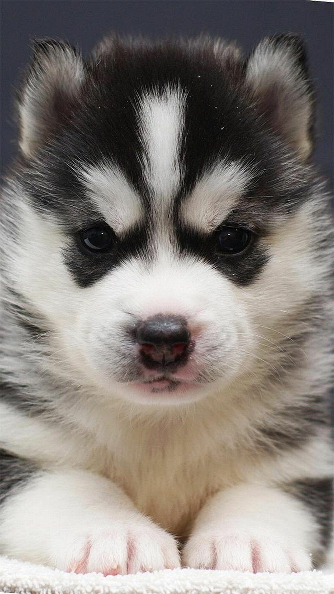 Siberian Husky puppy, Black white fur markings, Dark studio backdrop Siberian Husky puppy, Black white fur markings, Dark studio backdrop — 1080×1920 HD wallpaper