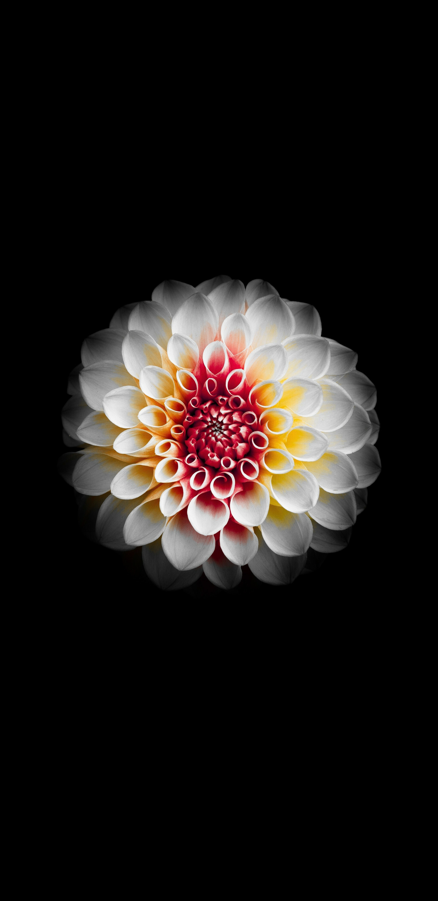 Chrysanthemums Chrysanthemums — 1440×2960 HD wallpaper