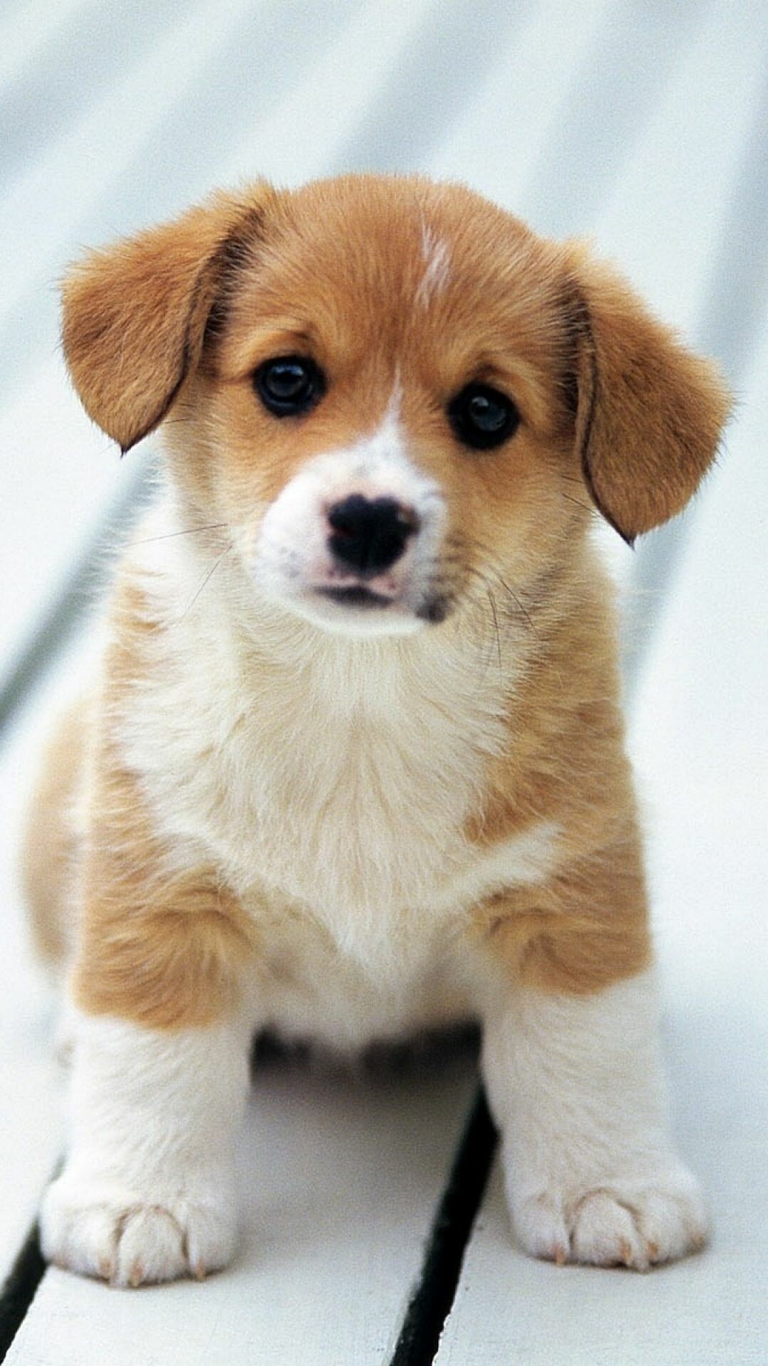 Pembroke Welsh Corgi puppy, White wooden deck, Tan and white fur Pembroke Welsh Corgi puppy, White wooden deck, Tan and white fur — 1080×1920 HD wallpaper