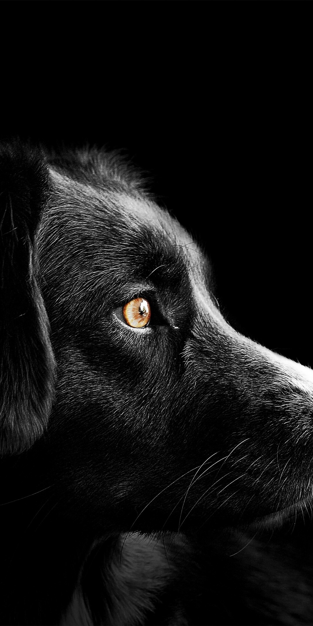 Black Labrador profile, Amber eye close-up, Black background portrait Black Labrador profile, Amber eye close-up, Black background portrait — 1080×2160 HD wallpaper