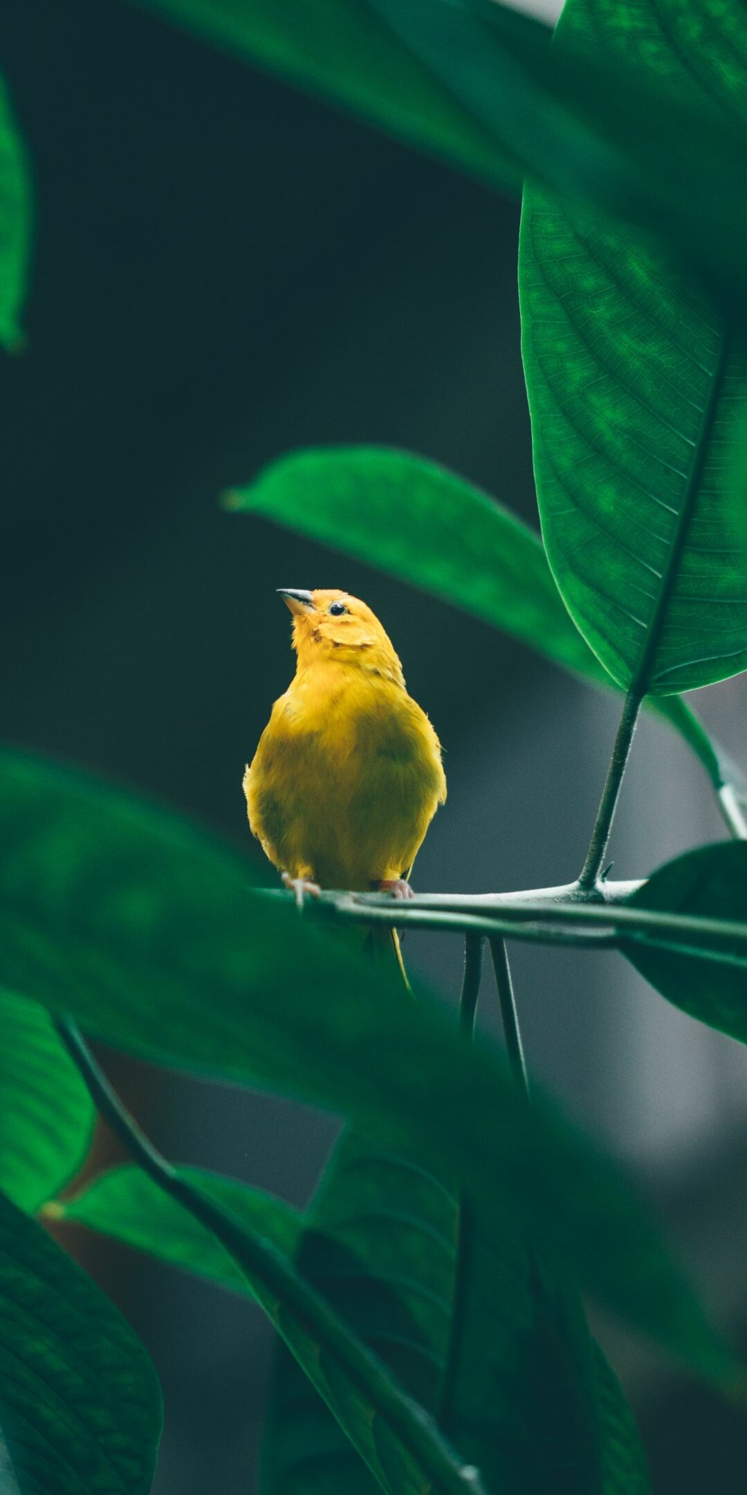 Yellow warbler perched, Tropical green leaves, Dark jungle foliage Yellow warbler perched, Tropical green leaves, Dark jungle foliage — 1080×2160 HD wallpaper