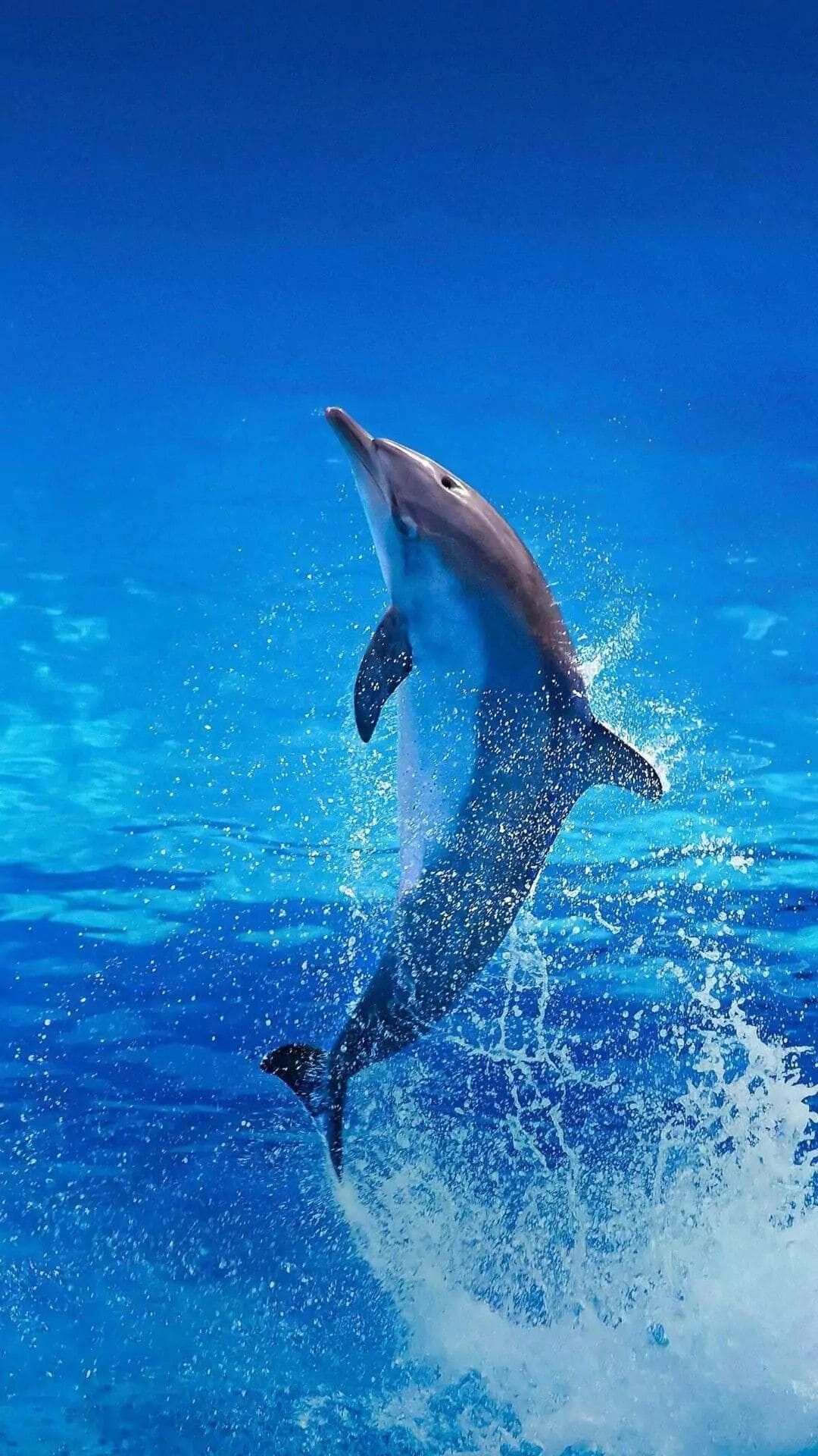 Dolphins Dolphins — 1080×1920 HD wallpaper