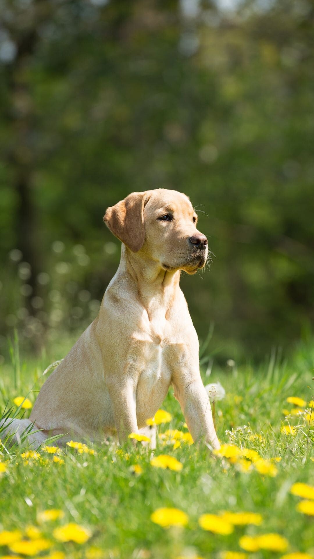 Yellow Labrador puppy, Dandelion meadow, Sunlit green bokeh — 1080×1920 HD wallpaper