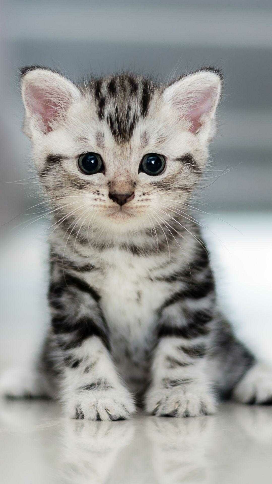 American Shorthair silver tabby kitten, Sitting upright pose, White floor American Shorthair silver tabby kitten, Sitting upright pose, White floor — 1080×1920 HD wallpaper