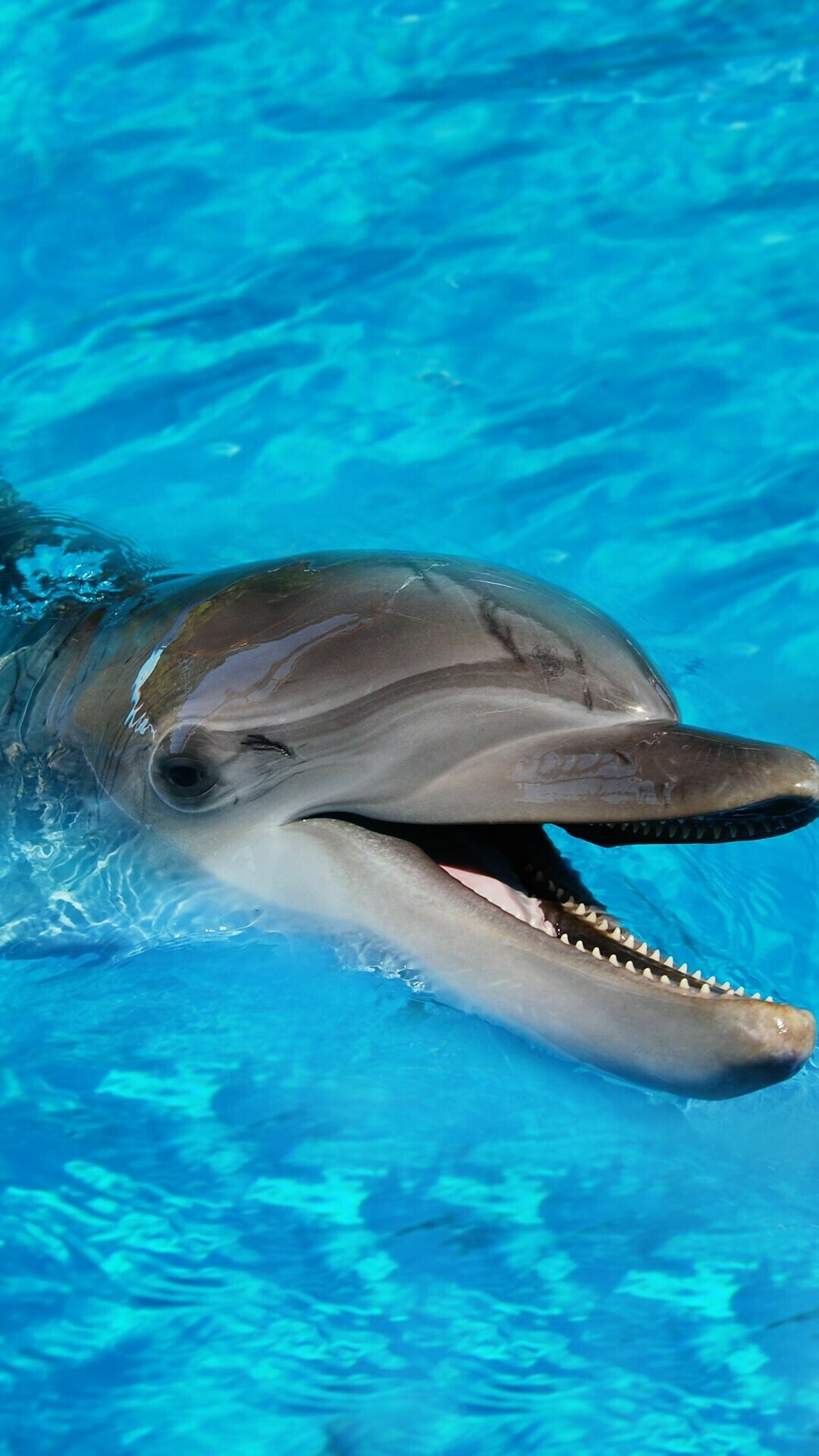 Bottlenose dolphin, Open mouth teeth, Turquoise pool water Bottlenose dolphin, Open mouth teeth, Turquoise pool water — 1080×1920 HD wallpaper