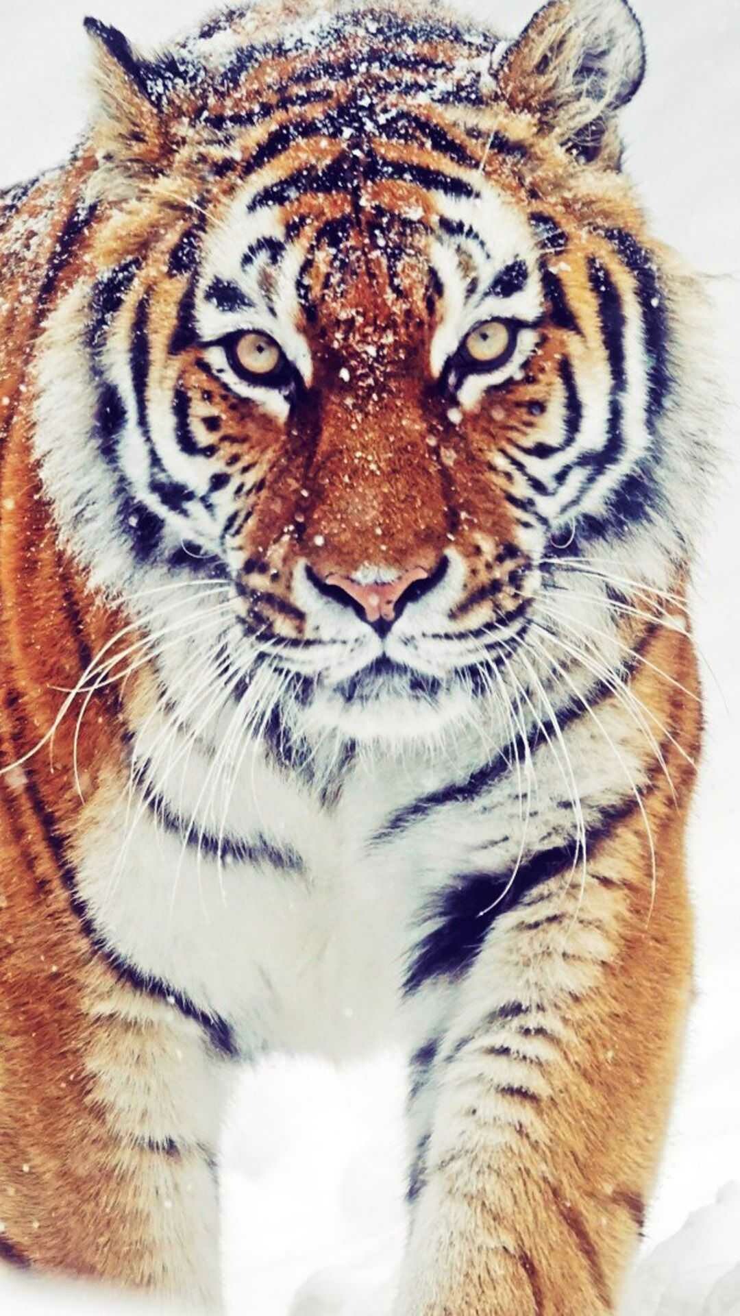 Siberian tiger in snow, Snowflakes on fur, Winter portrait Siberian tiger in snow, Snowflakes on fur, Winter portrait — 1080×1920 HD wallpaper