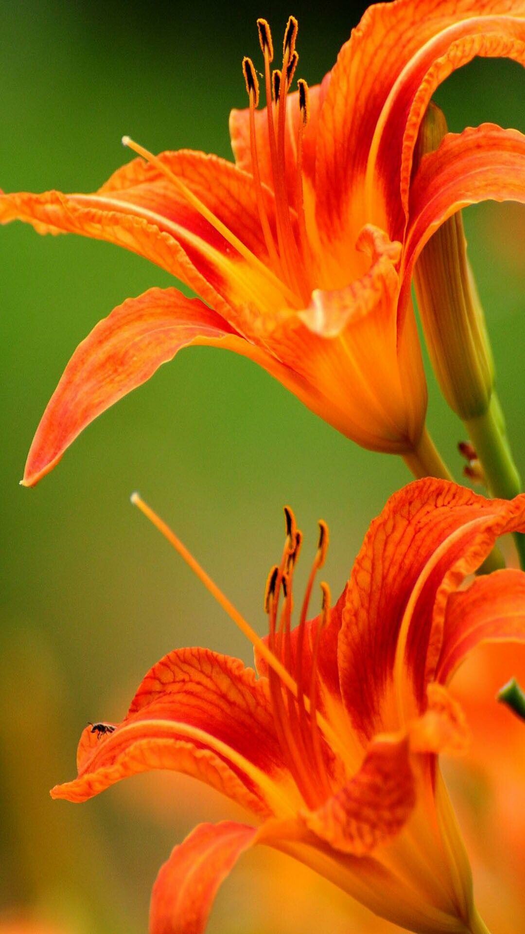 Orange tiger lily, Dark stamens closeup, Blurred green background — 1080×1920 HD wallpaper
