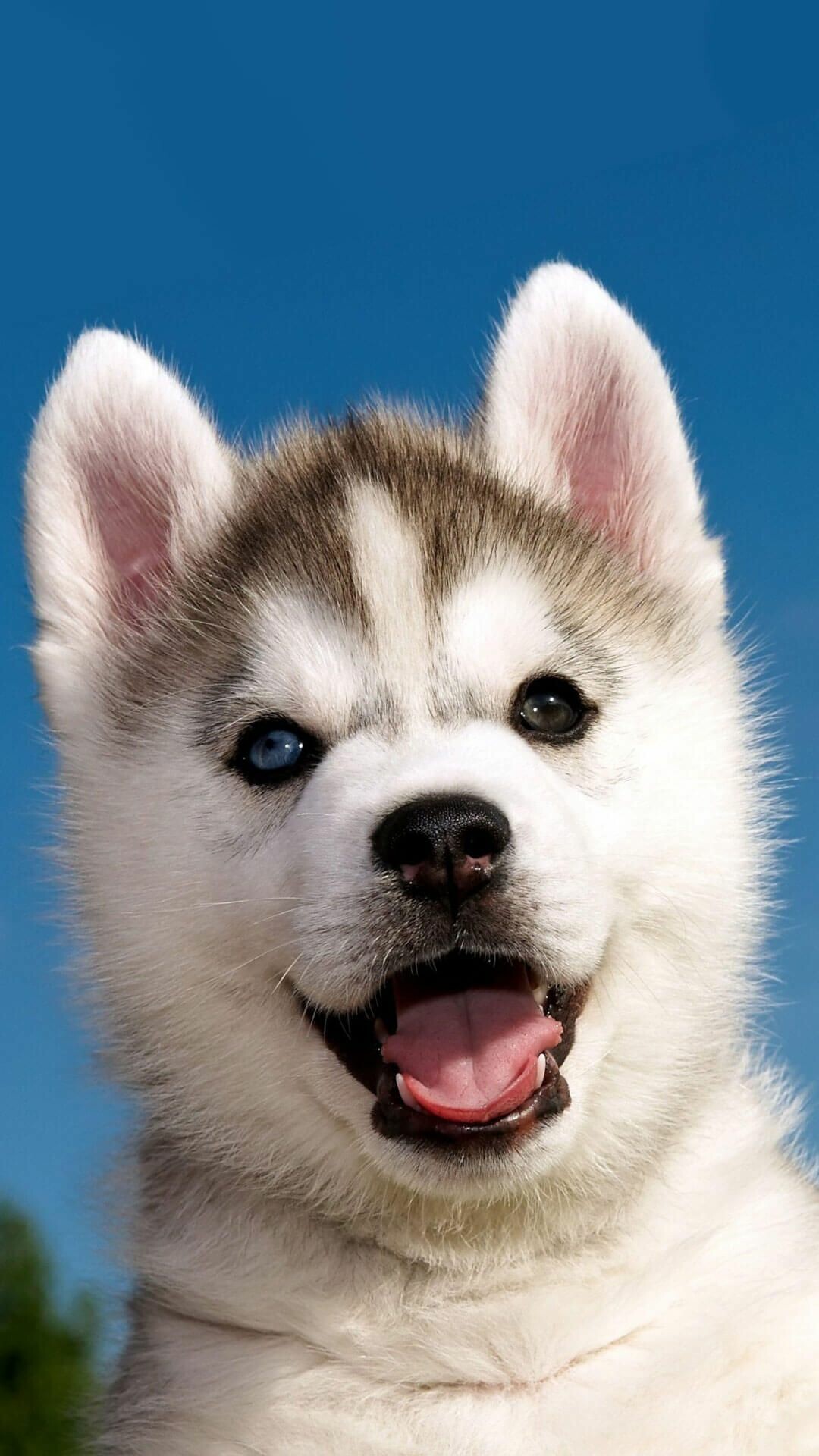 Siberian Husky puppy, Heterochromia eyes, Clear blue sky — 1080×1920 HD wallpaper