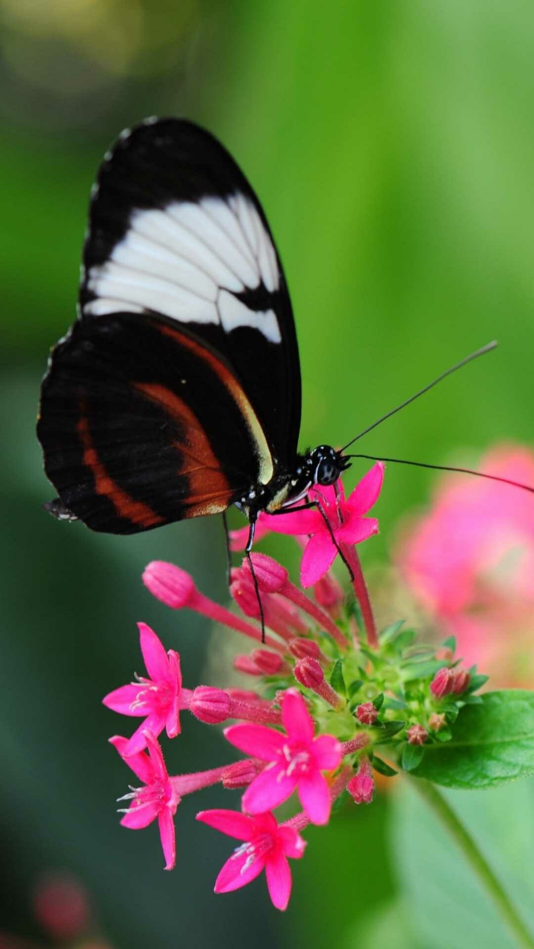 Heliconius cydno butterfly, Pink pentas flowers, Blurred green foliage — 1080×1920 HD wallpaper