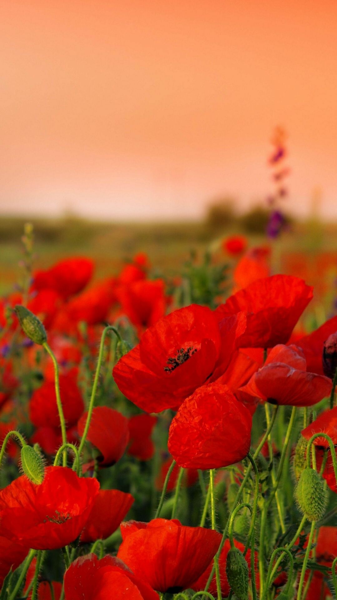 Red poppy field, Orange sunset sky, Purple wildflower stalk — 1080×1920 HD wallpaper