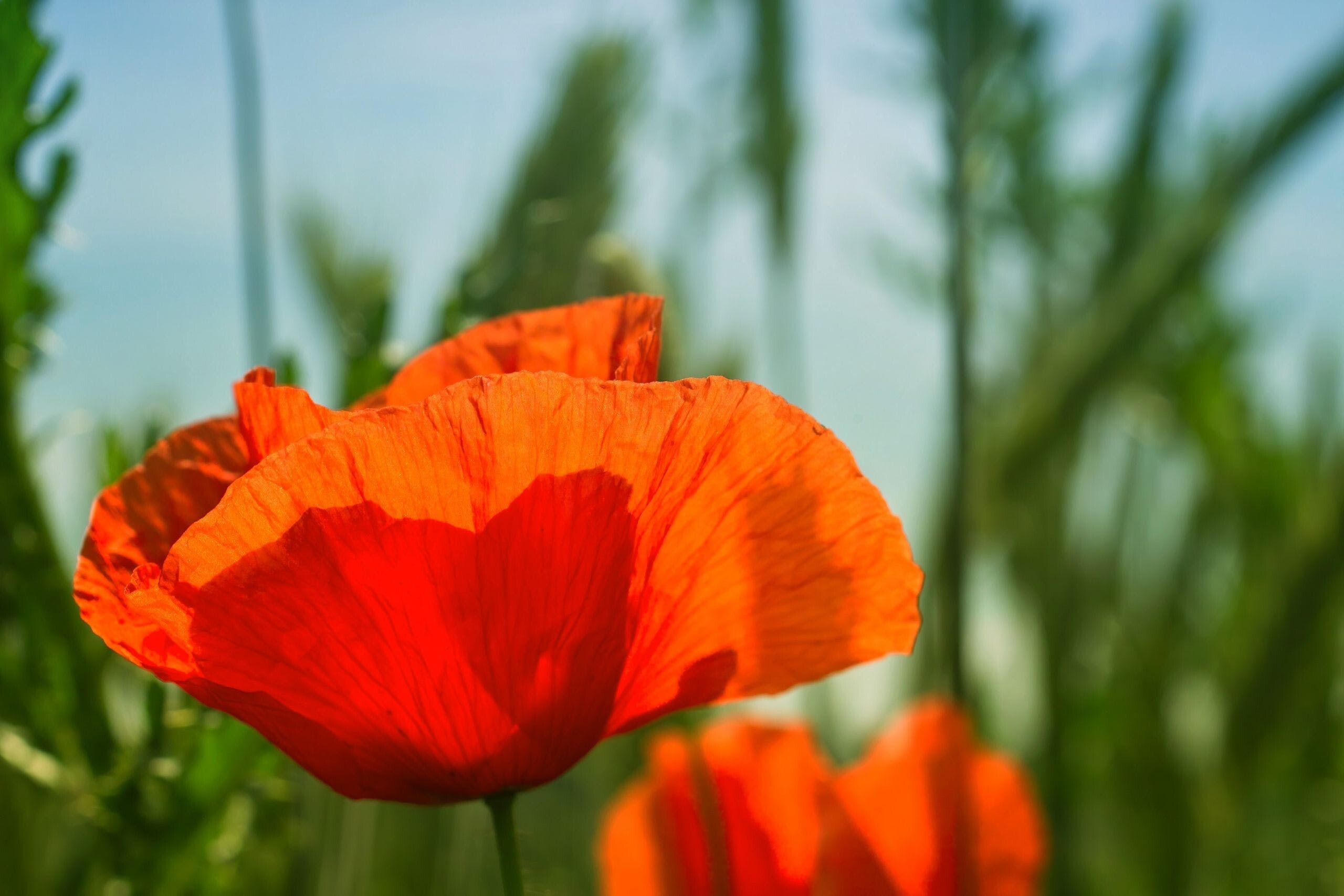 Red poppy flower, Blurred grass field, Sunny blue sky — 2560×1707 HD wallpaper