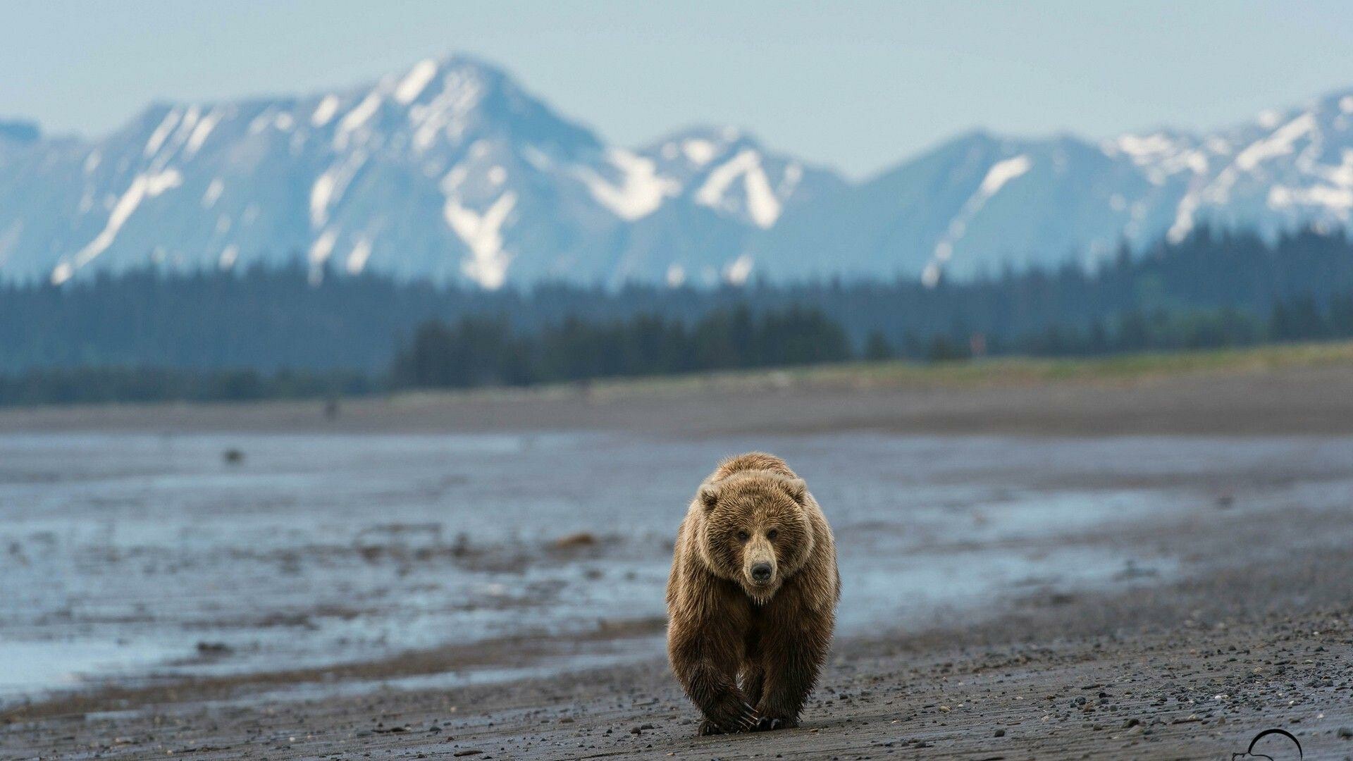 Alaskan grizzly bear, Snow-capped mountain range, Tidal mudflat shoreline — 1920×1080 HD wallpaper