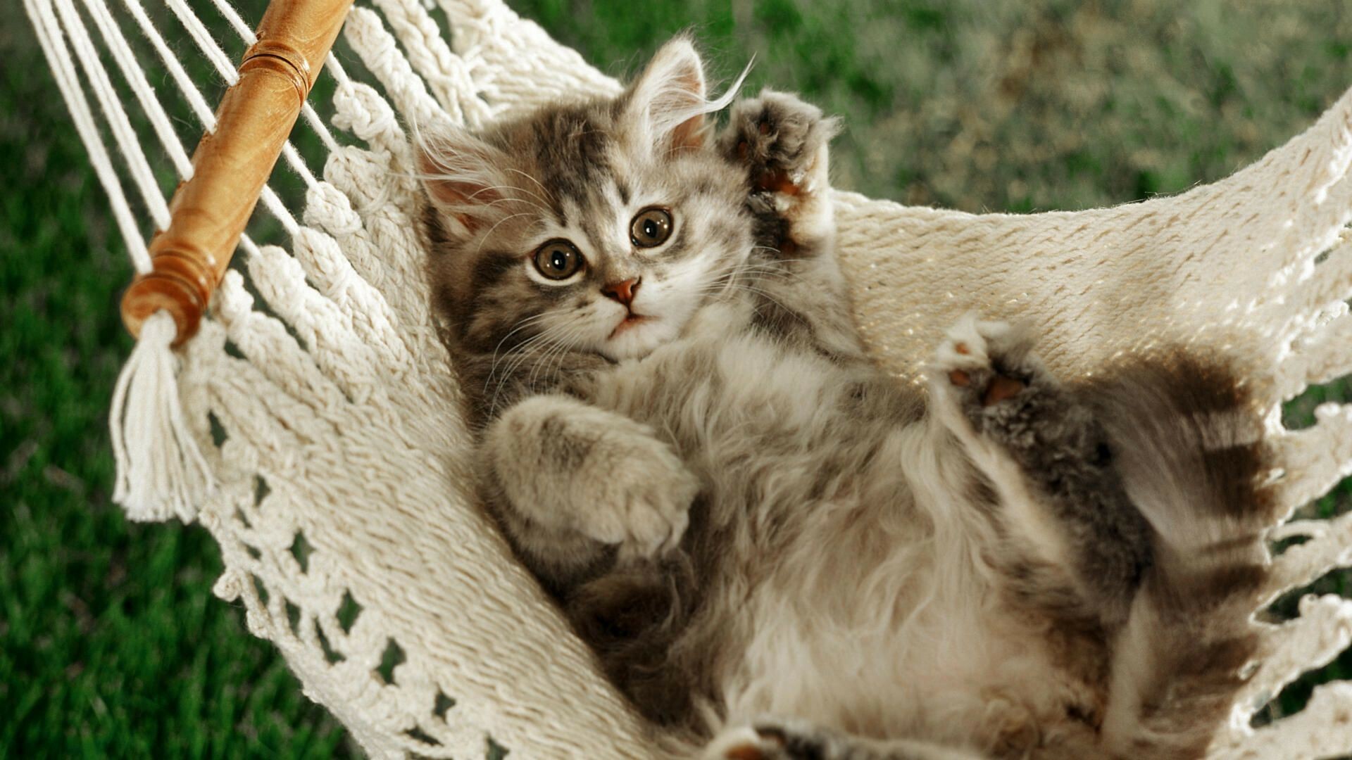 Gray tabby kitten, White woven hammock, Green grass lawn — 1920×1080 HD wallpaper
