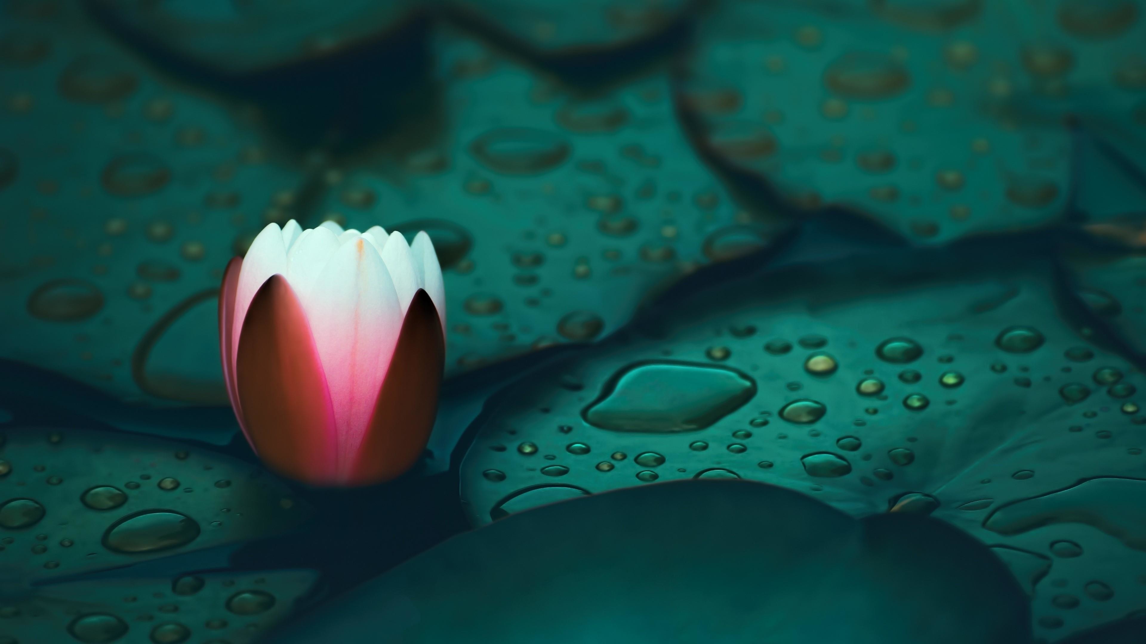 desktop lily pad — 3840×2160 HD wallpaper