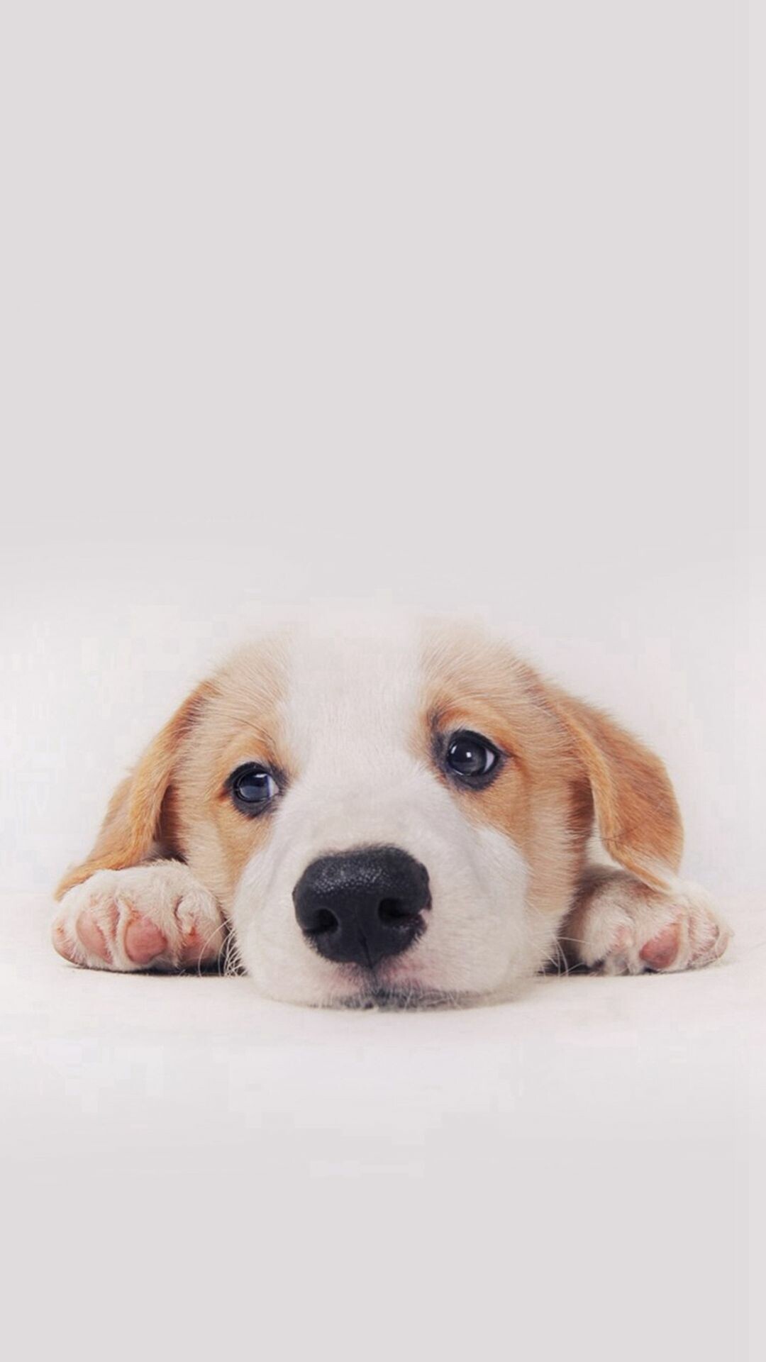 Beagle puppy face, Resting paws, White minimal backdrop — 1080×1920 HD wallpaper