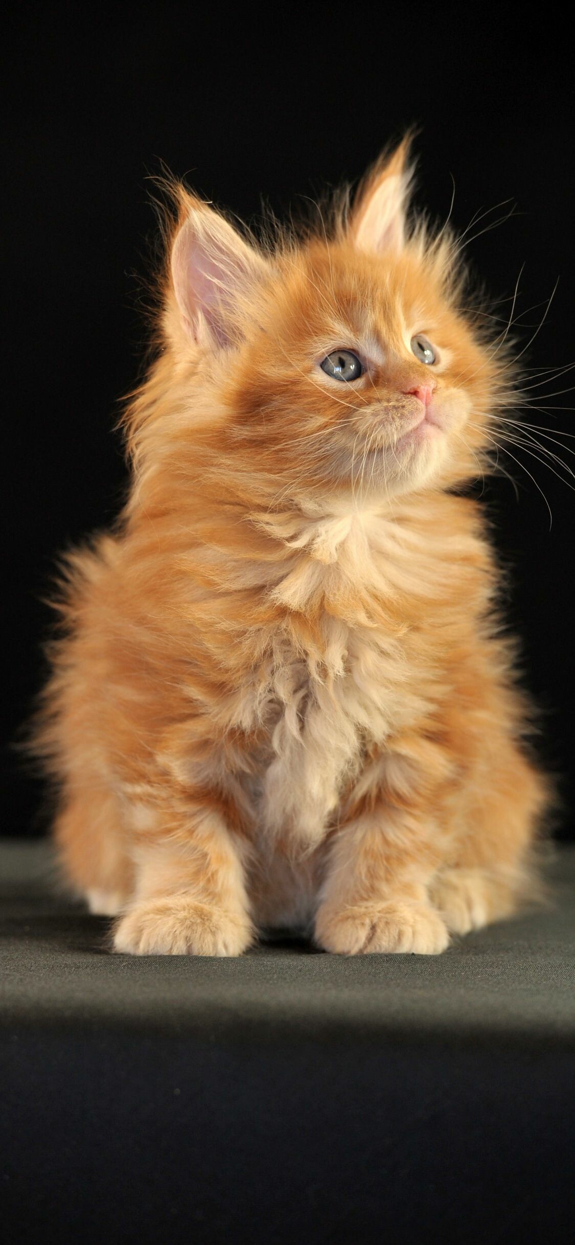 Ginger Maine Coon kitten, Tufted ears fluffy fur, Black studio backdrop — 1125×2436 HD wallpaper