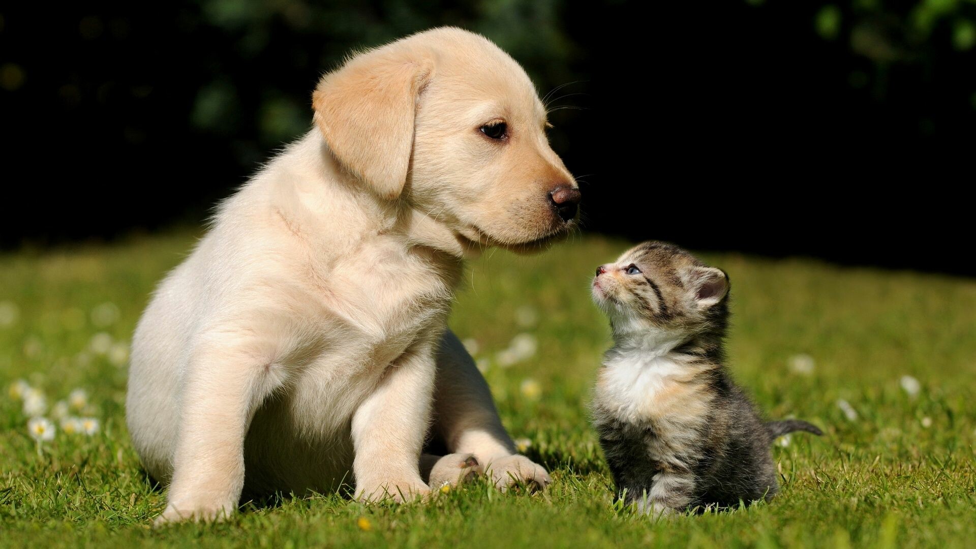 Yellow Labrador puppy, Tabby kitten, Sunlit grass lawn — 1920×1080 HD wallpaper