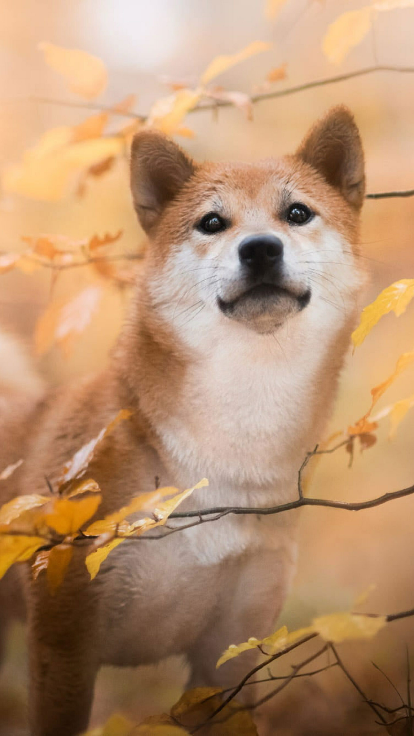 Shiba Inu portrait, Yellow autumn leaves, Blurred forest bokeh — 1440×2560 HD wallpaper