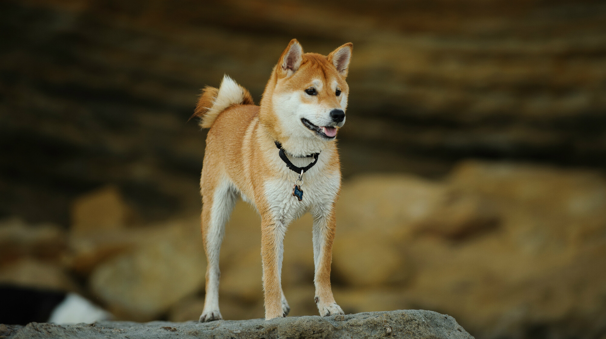 Shiba Inu, Black collar with tag, Rocky outcrop — 2000×1120 HD wallpaper