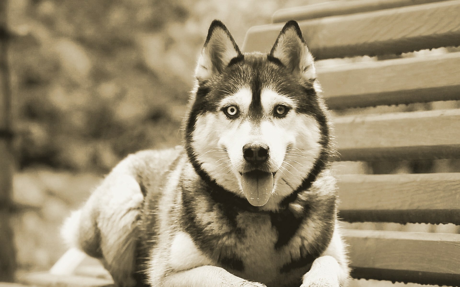 Siberian Husky, Heterochromia eyes, Wooden bench, Sepia tone — 1920×1200 HD wallpaper