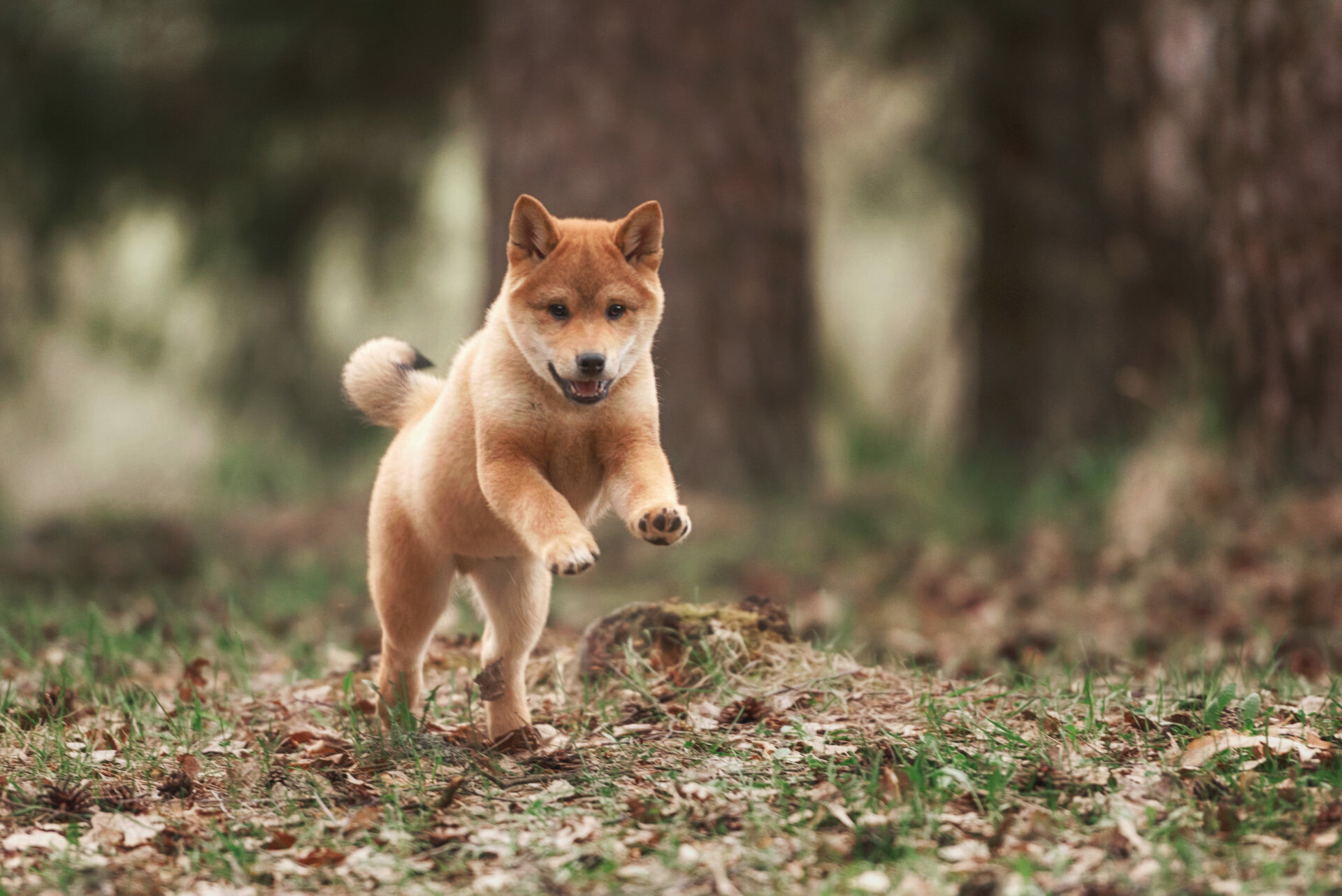 Shiba Inu puppy running, Forest floor leaves, Blurred tree trunks — 1920×1282 HD wallpaper